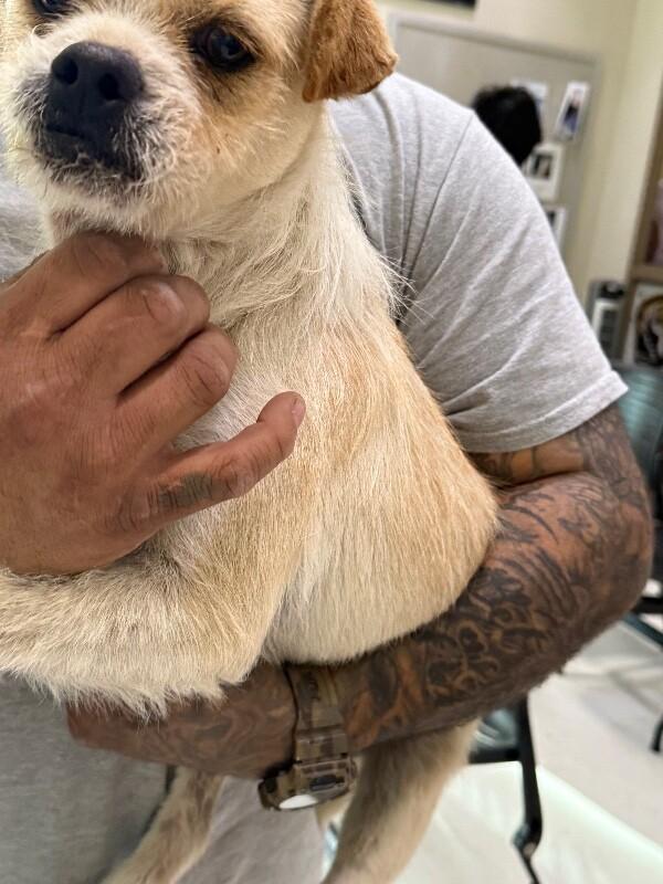 Enlarge Buddy, a Adoptable Mixed Breed in Hobbs, NM image 2/2