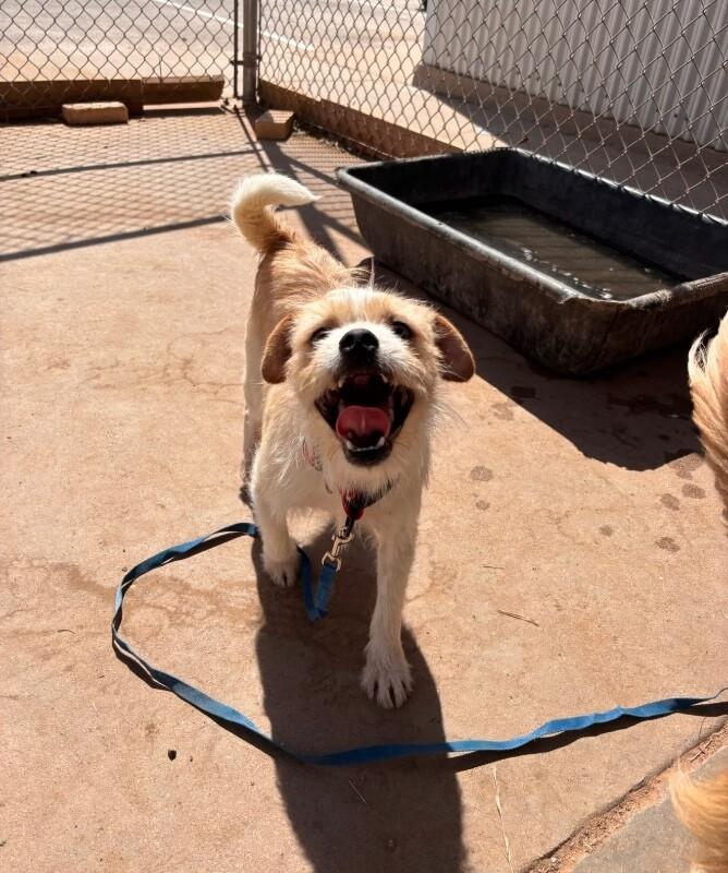 Buddy, a Adoptable Mixed Breed in Hobbs, NM image 6/6