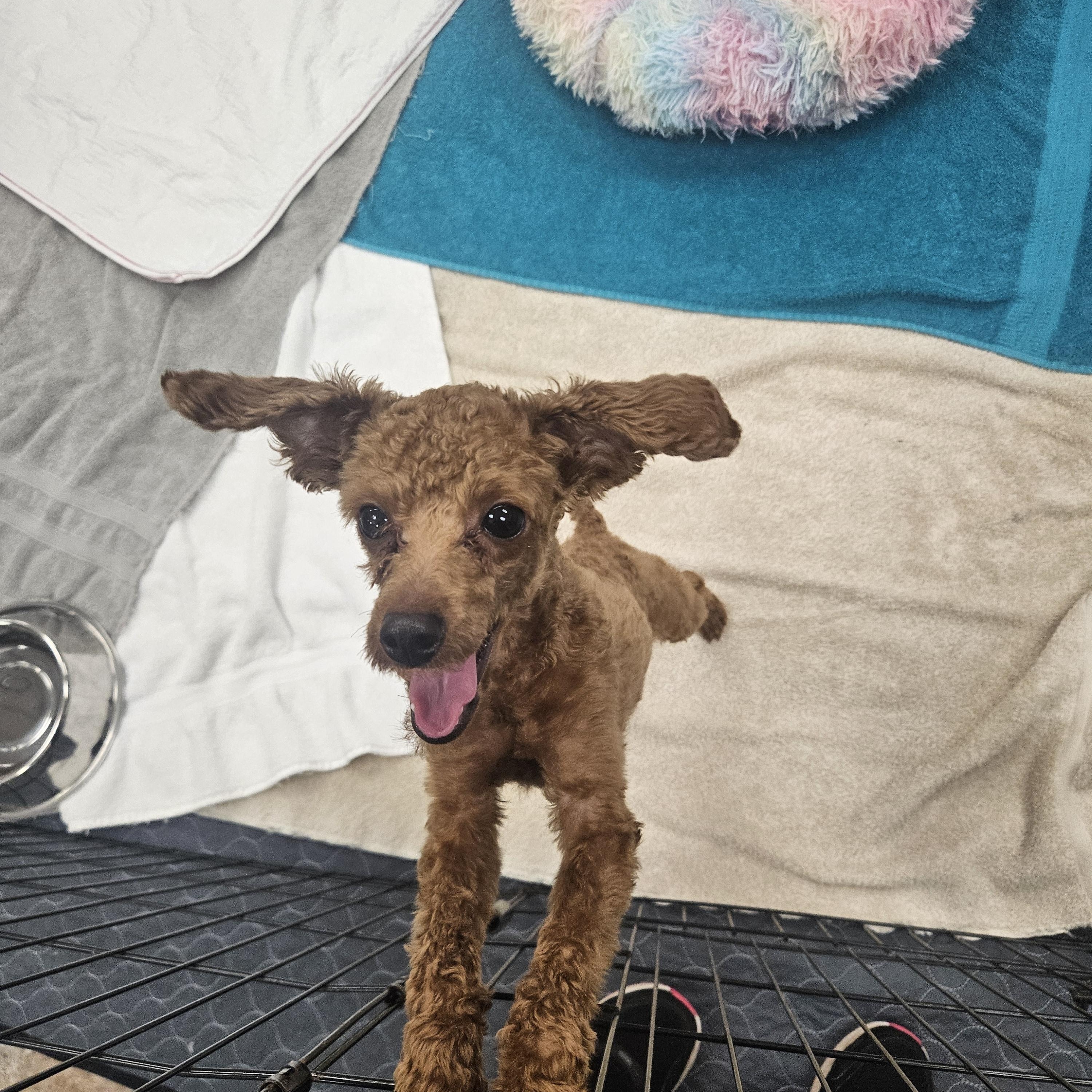 Koda, adopted, Puppy Male Poodle (Toy).