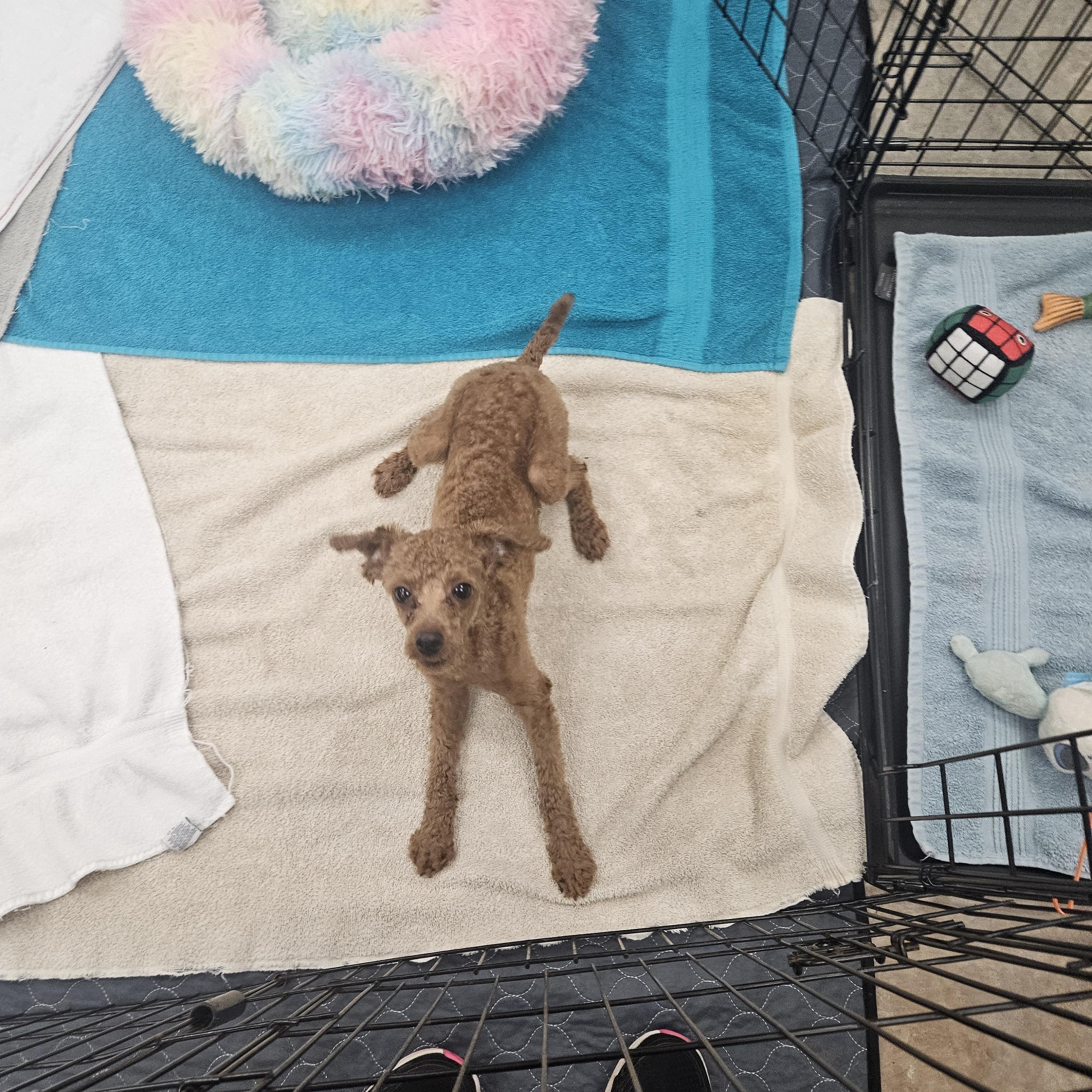 Enlarge Koda, an adopted Poodle (Toy) in Bloomfield, CT image 4/4