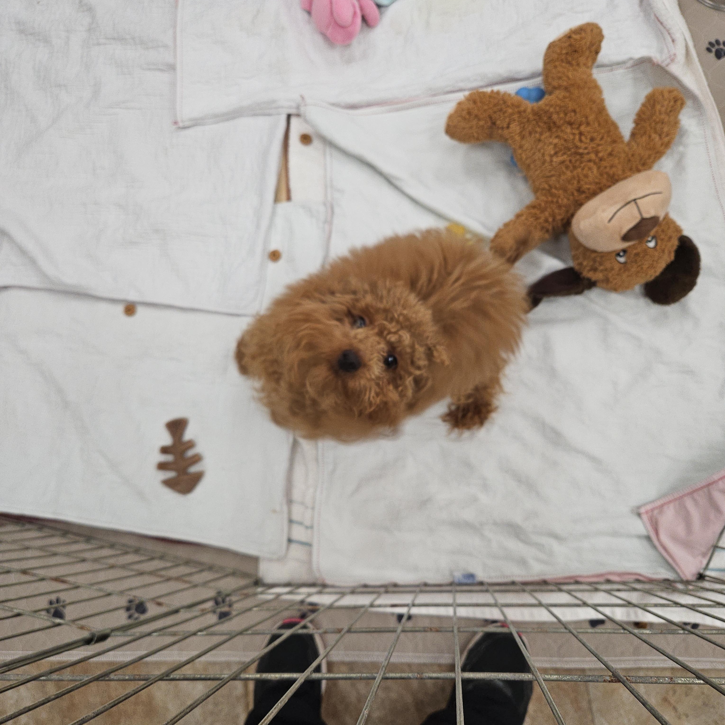 Enlarge Koda, an adopted Poodle (Toy) in Bloomfield, CT image 2/4