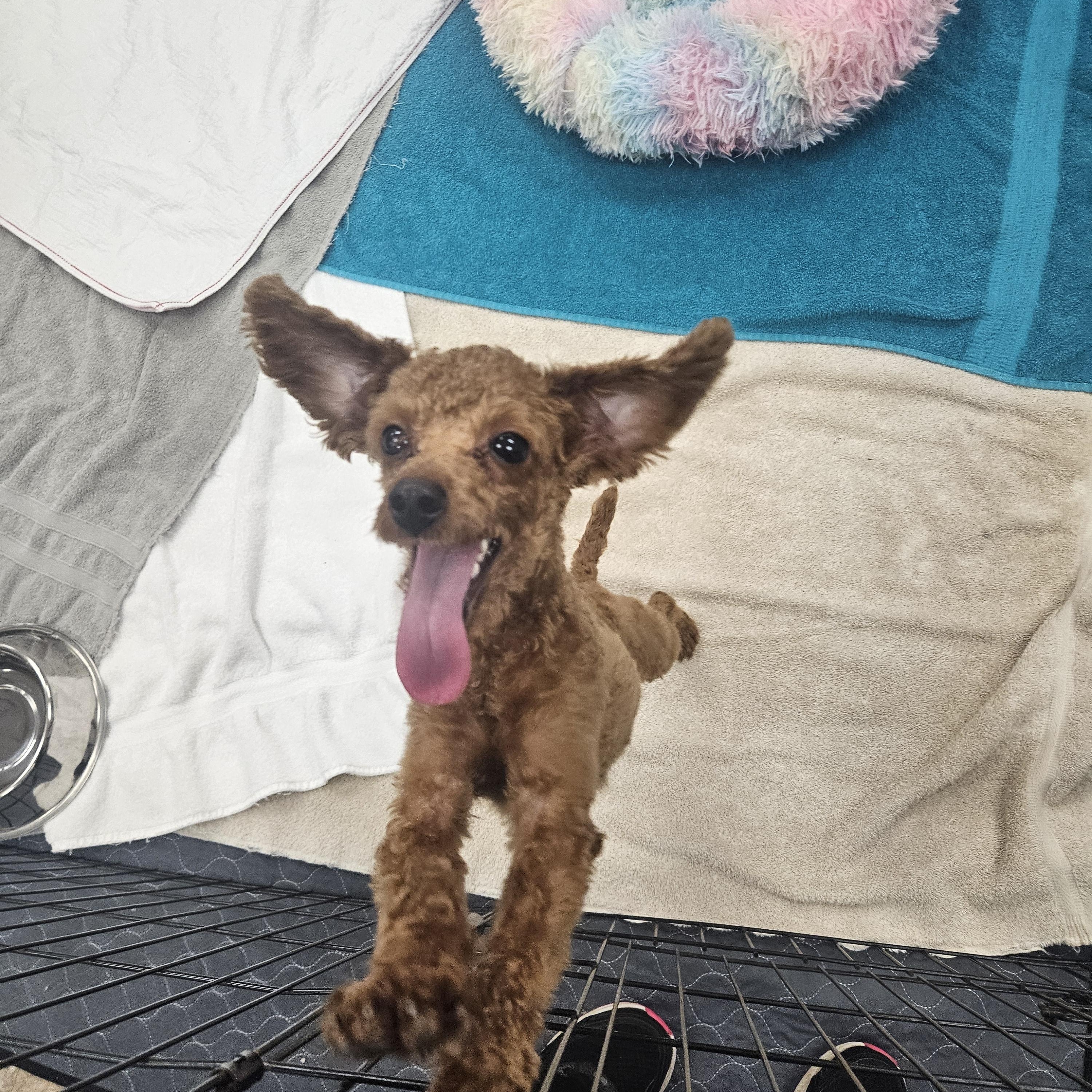 Enlarge Koda, an adopted Poodle (Toy) in Bloomfield, CT image 3/4