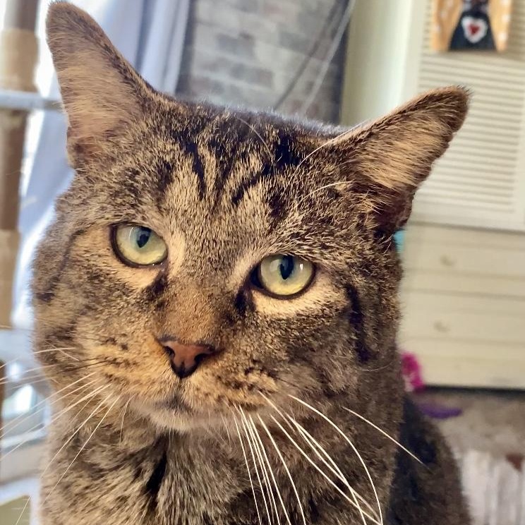 Jeremiah, Adoptable, Adult Male Domestic Short Hair.