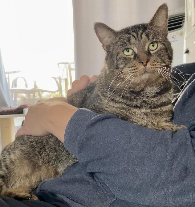 Enlarge Jeremiah, a Adoptable Domestic Short Hair in Syracuse, NY image 2/6