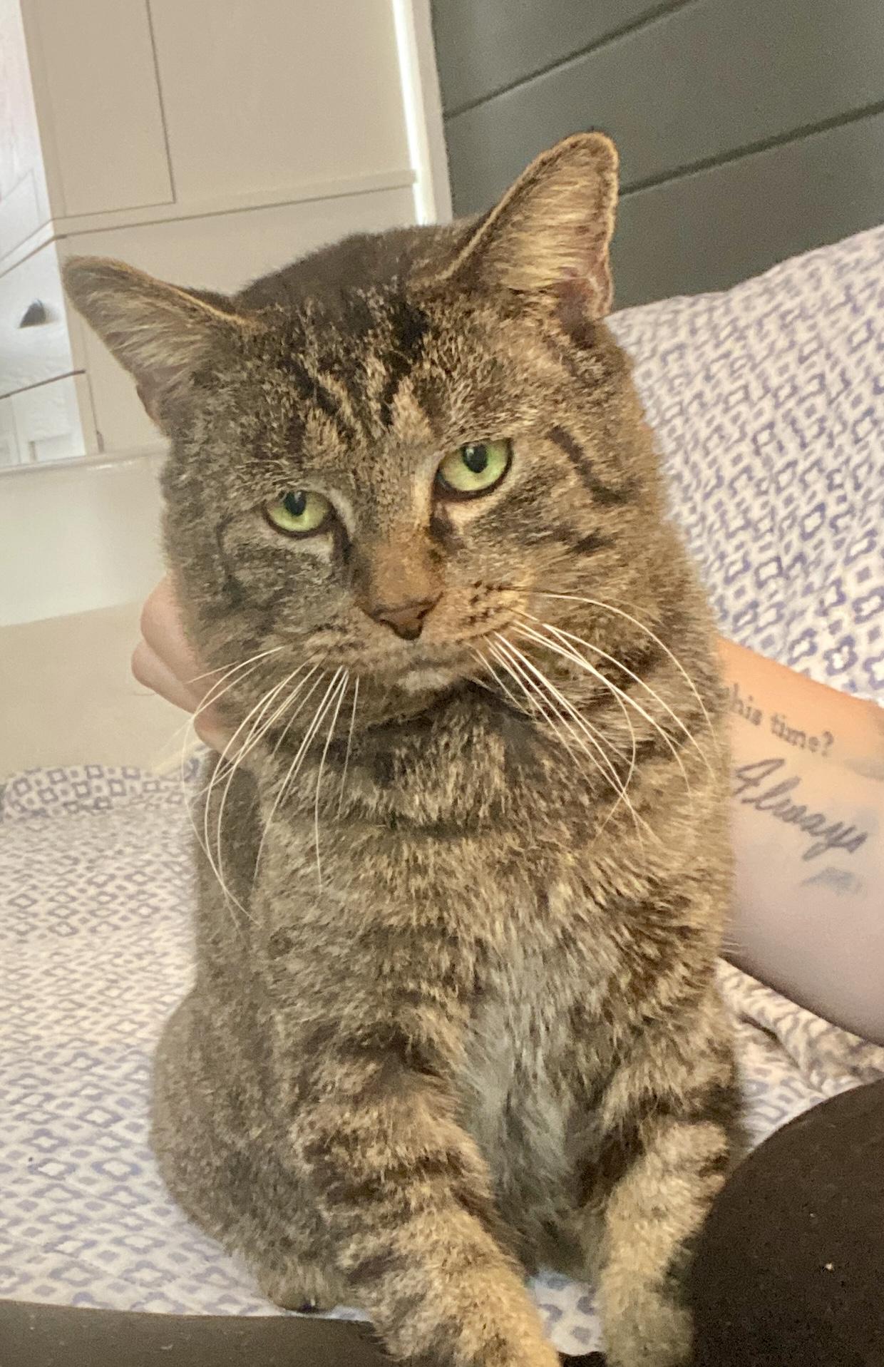 Enlarge Jeremiah, a Adoptable Domestic Short Hair in Syracuse, NY image 4/6