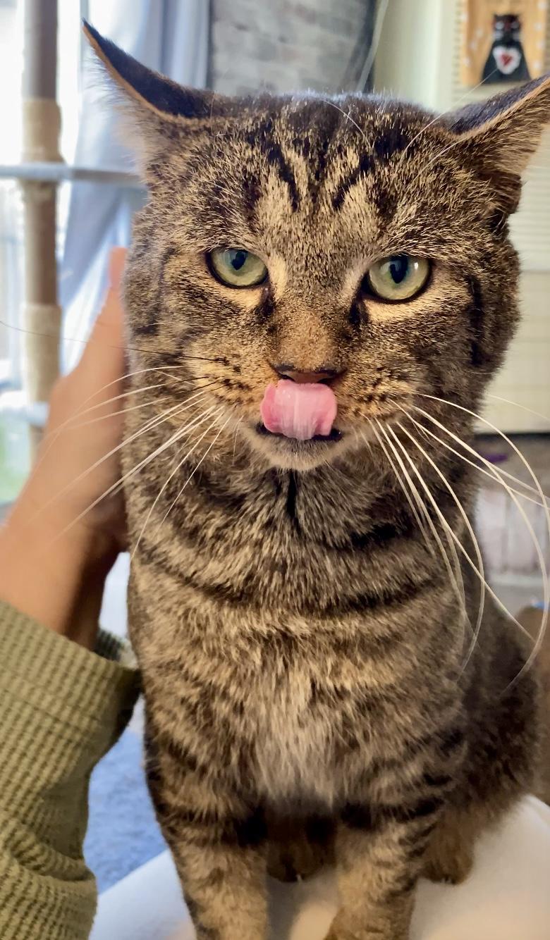 Enlarge Jeremiah, a Adoptable Domestic Short Hair in Syracuse, NY image 3/6