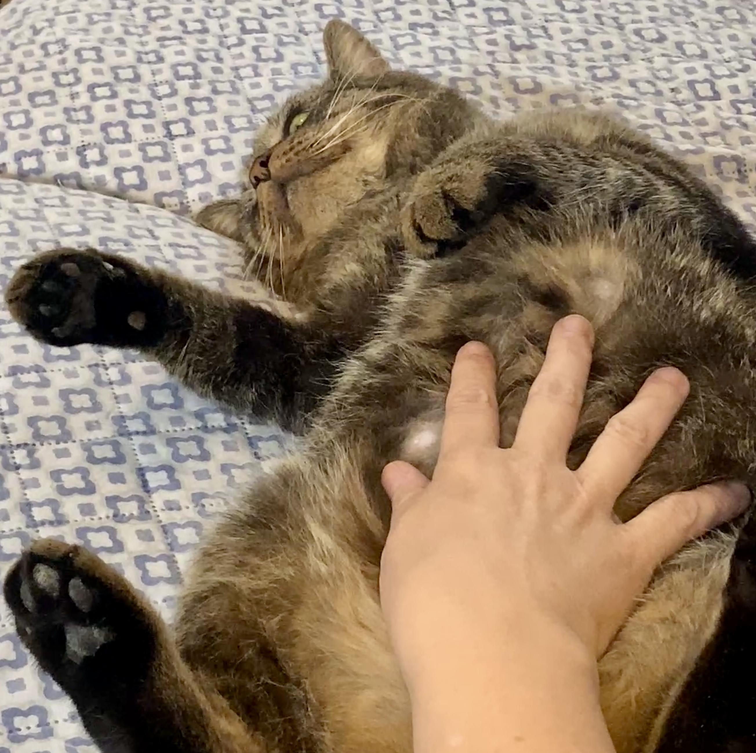 Enlarge Jeremiah, a Adoptable Domestic Short Hair in Syracuse, NY image 6/6