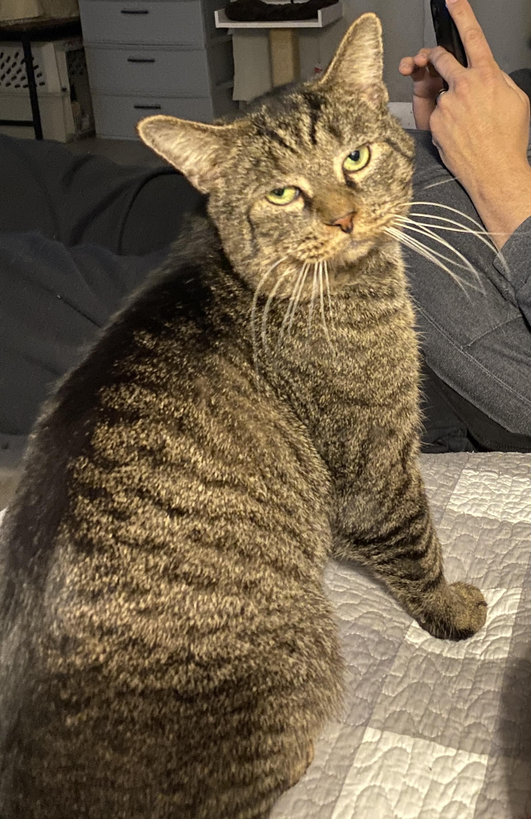 Enlarge Jeremiah, a Adoptable Domestic Short Hair in Syracuse, NY image 5/6