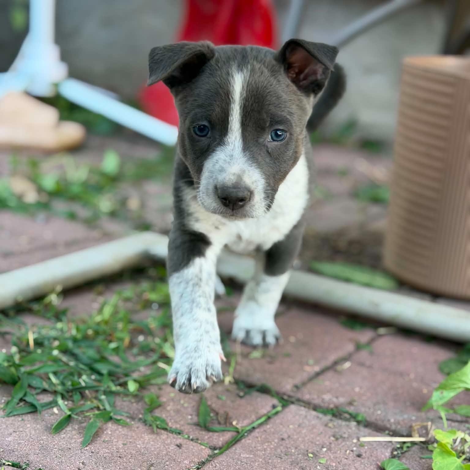 Beefy, an adoptable mixed breed in Geneseo , IL image 6/6
