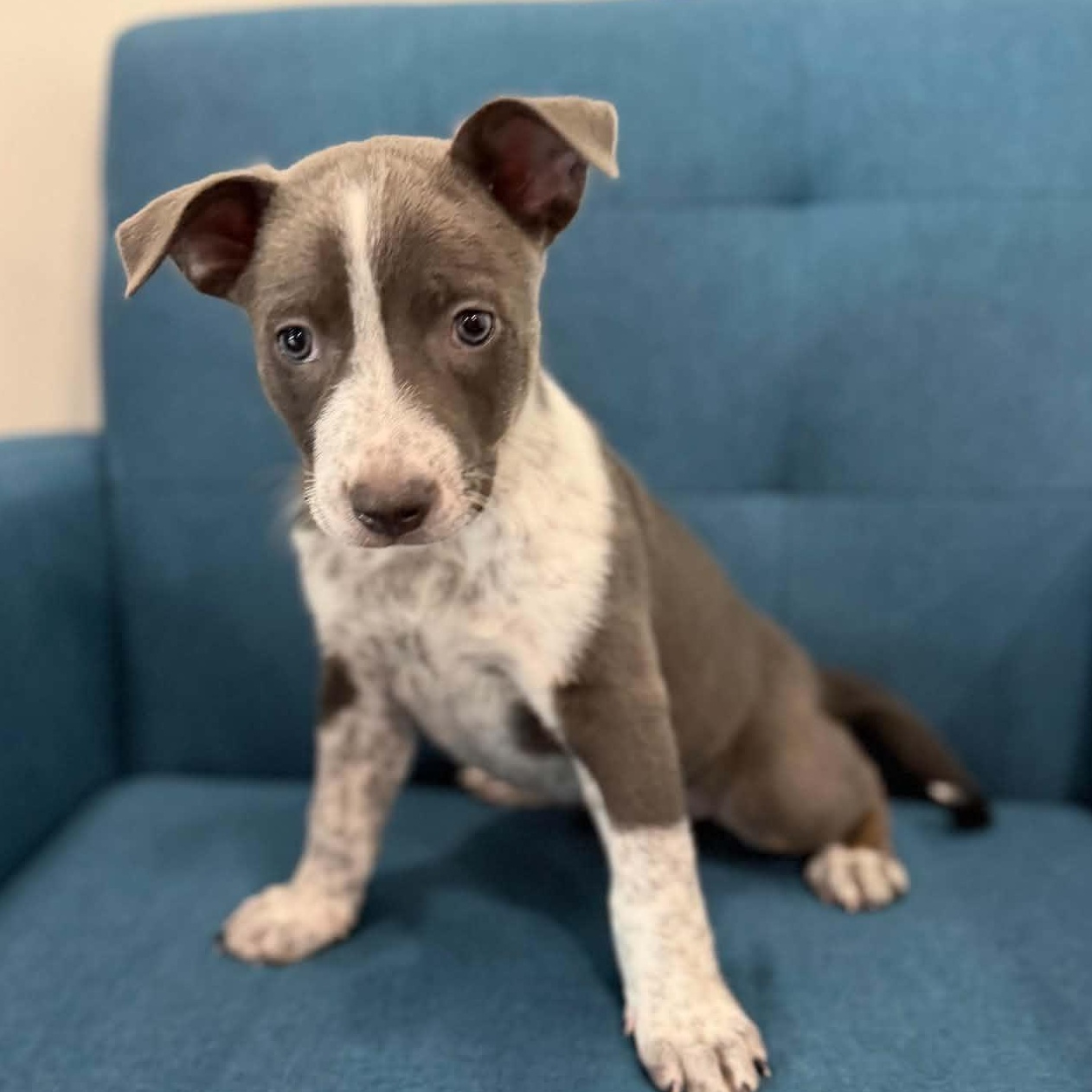 Beefy, an adoptable mixed breed in Geneseo , IL image 4/6