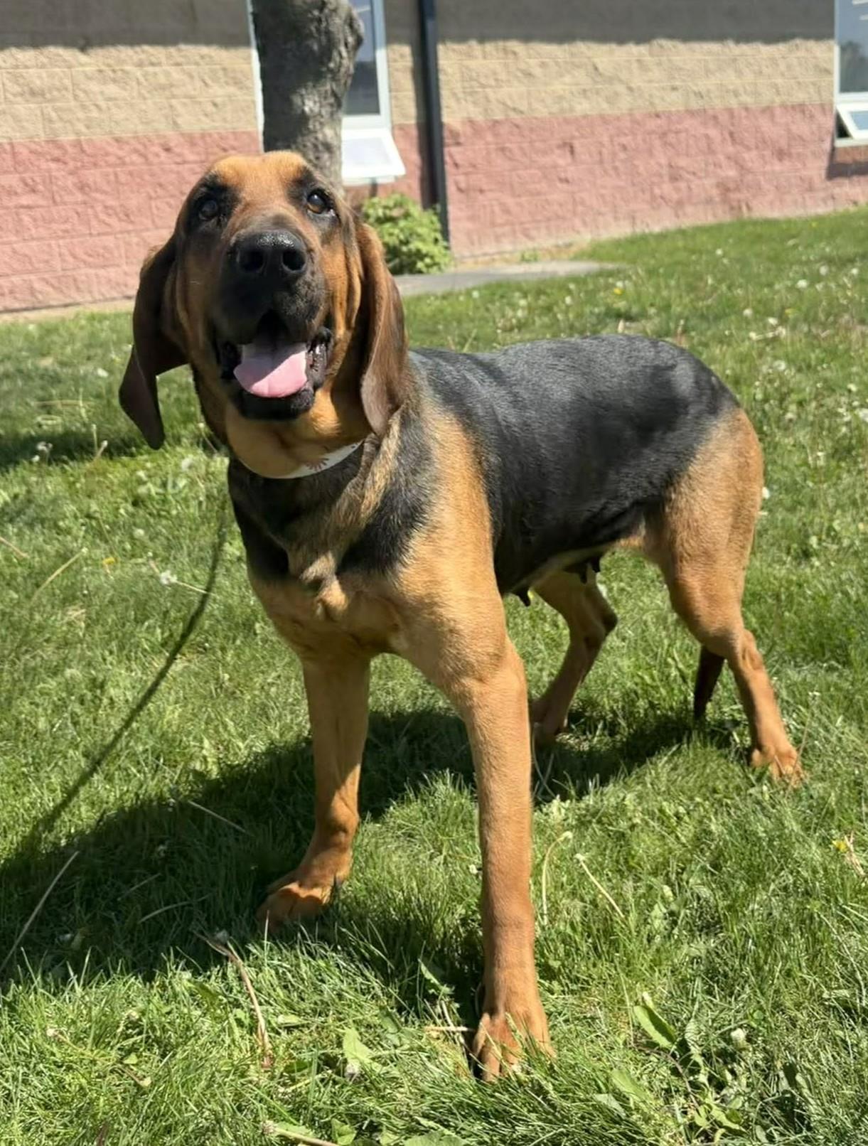 Bailey, an adoptable mixed breed in Maryville, MO image 3/3