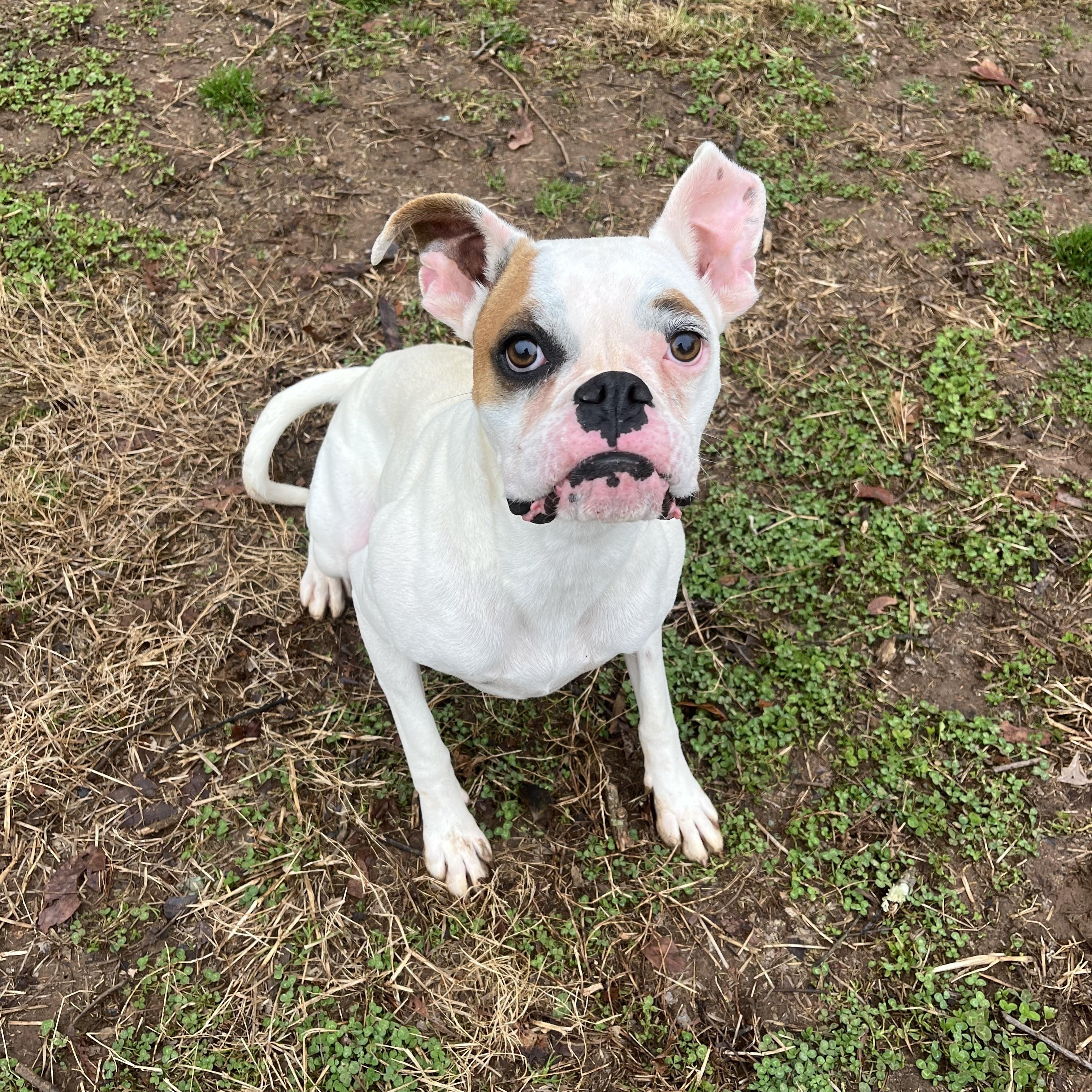 Petunia , adopted, Young Female Boxer.