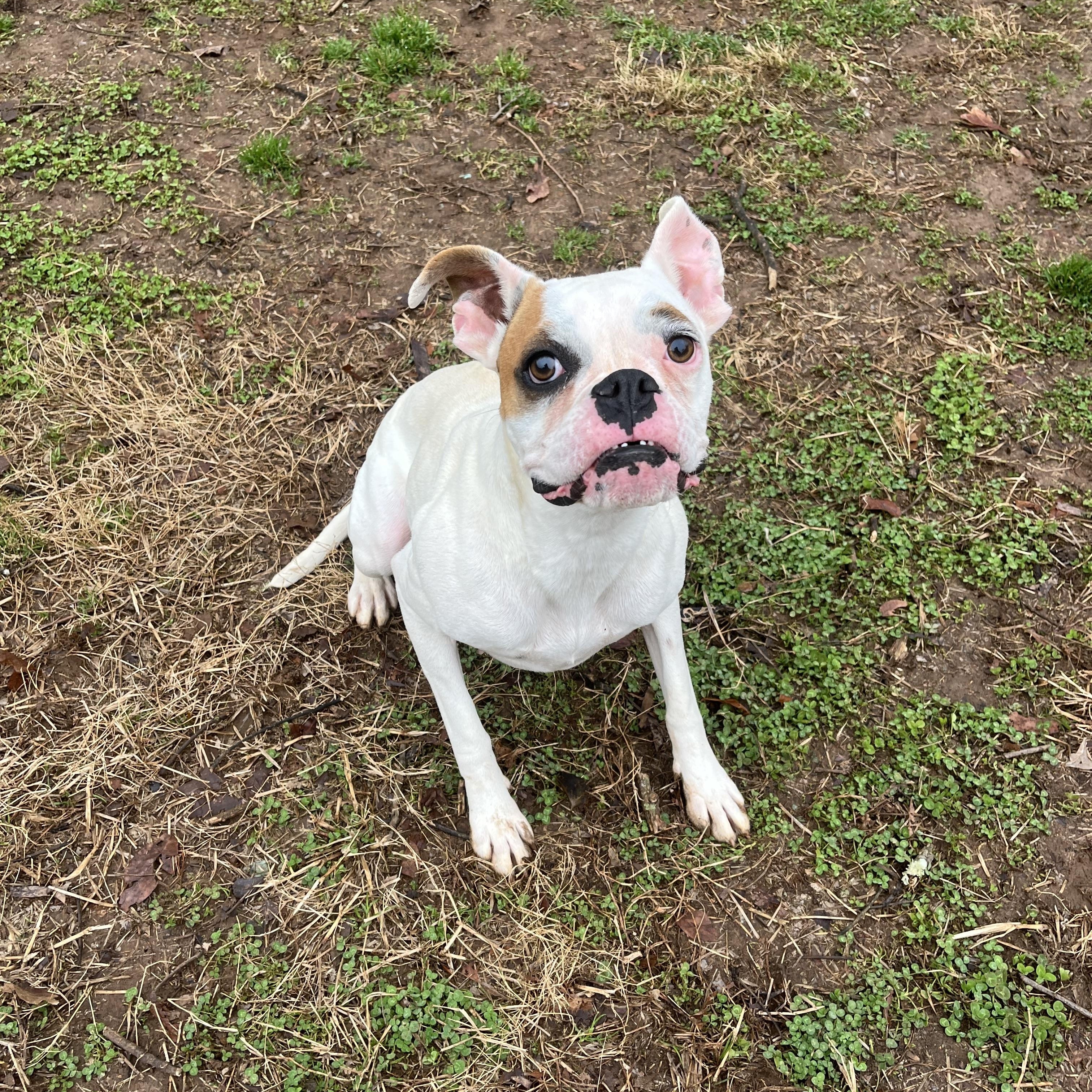 Petunia , an adopted Boxer in Loudon, TN image 4/4