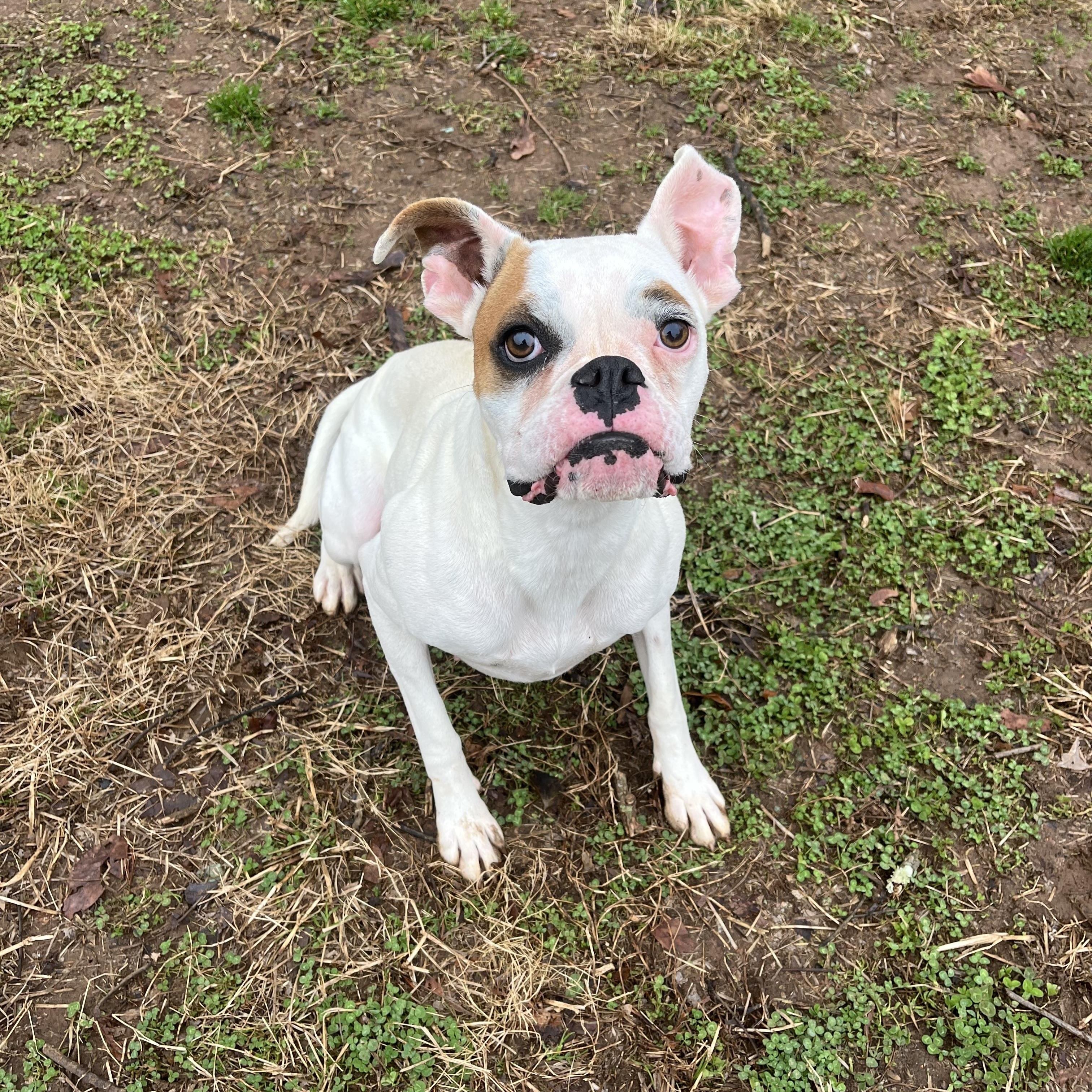 Petunia , an adopted Boxer in Loudon, TN image 2/4
