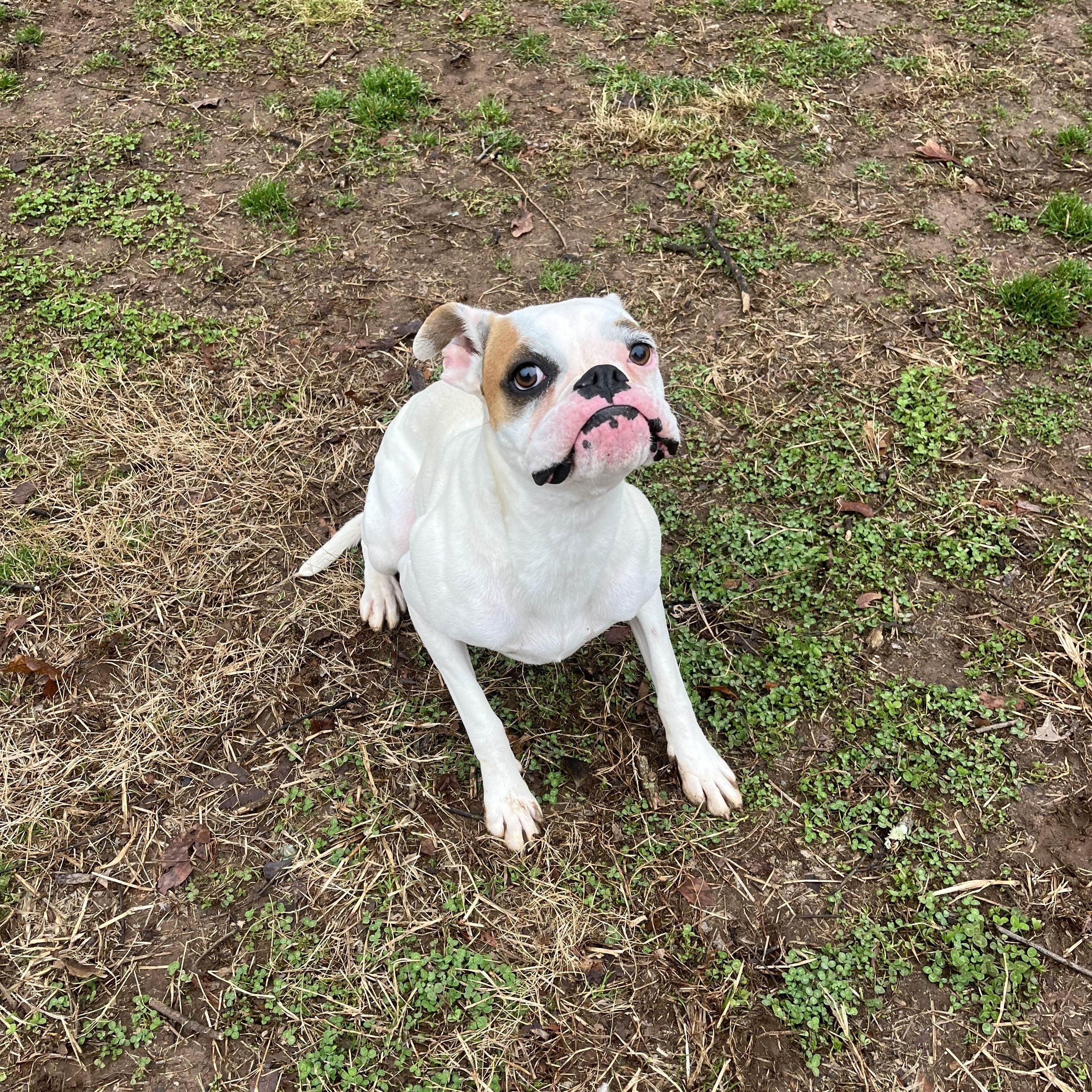 Petunia , an adopted Boxer in Loudon, TN image 3/4