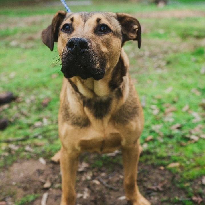 Enlarge Dale, a Adoptable mixed breed in Wilton, CA image 1/1