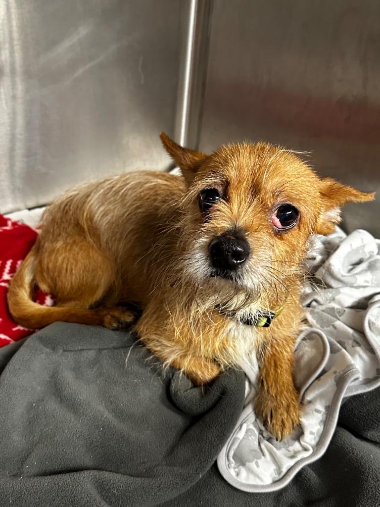 Bear, Adoptable, Adult Male Chihuahua & Terrier.