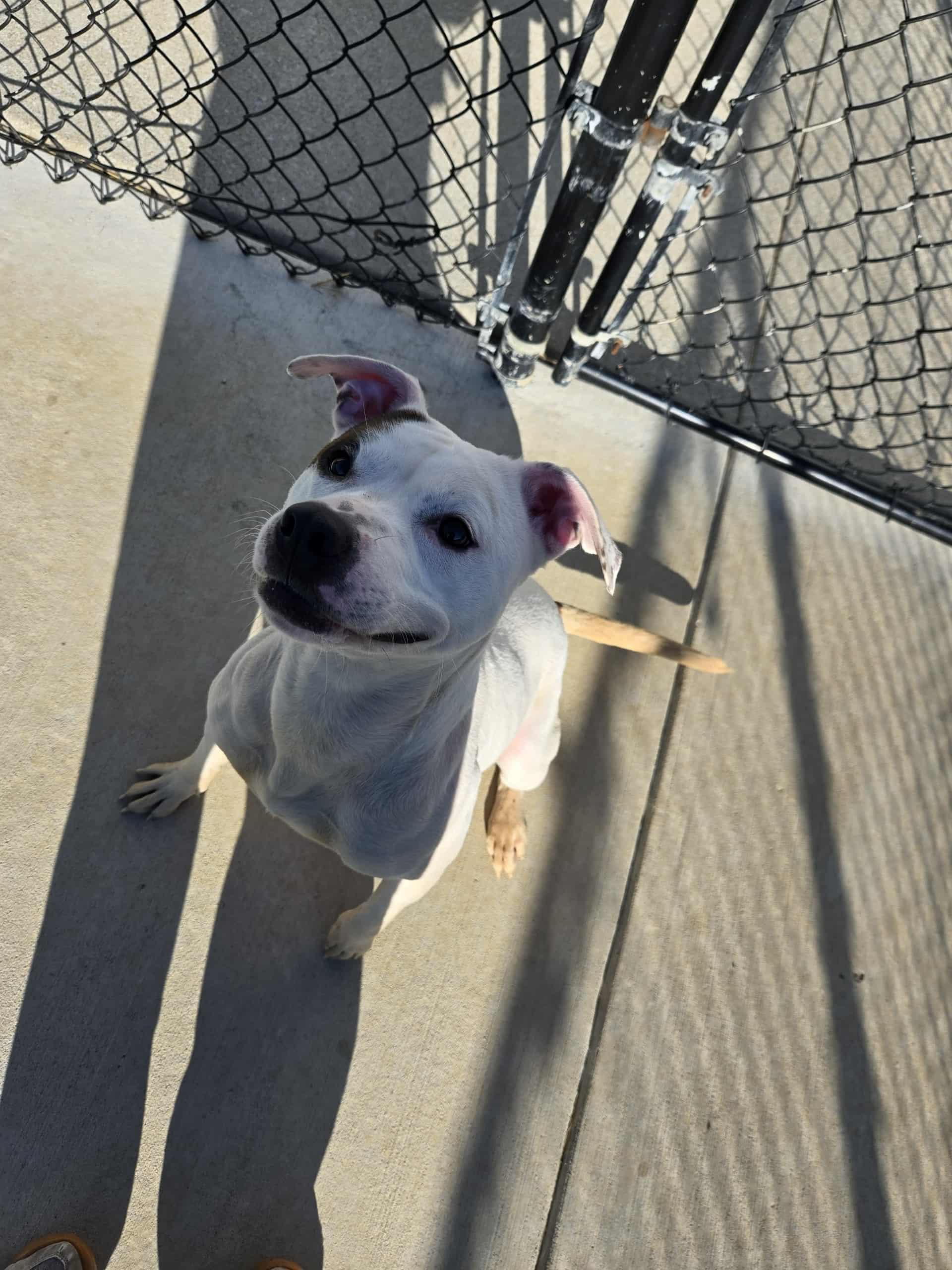 Enola, Adoptable, Young Female Mixed Breed.