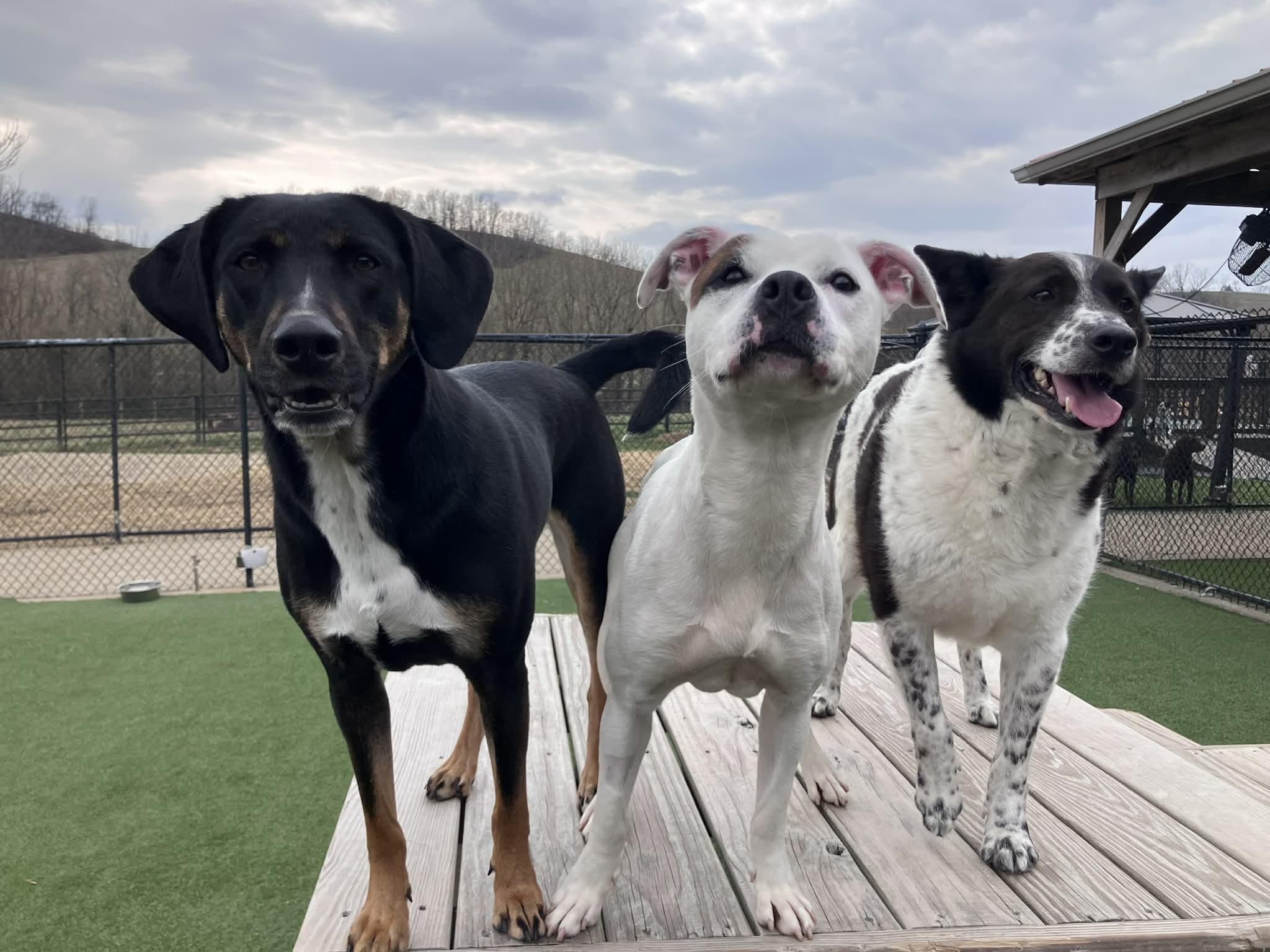 Enlarge Enola, a Adoptable mixed breed in Richmond, KY image 2/6