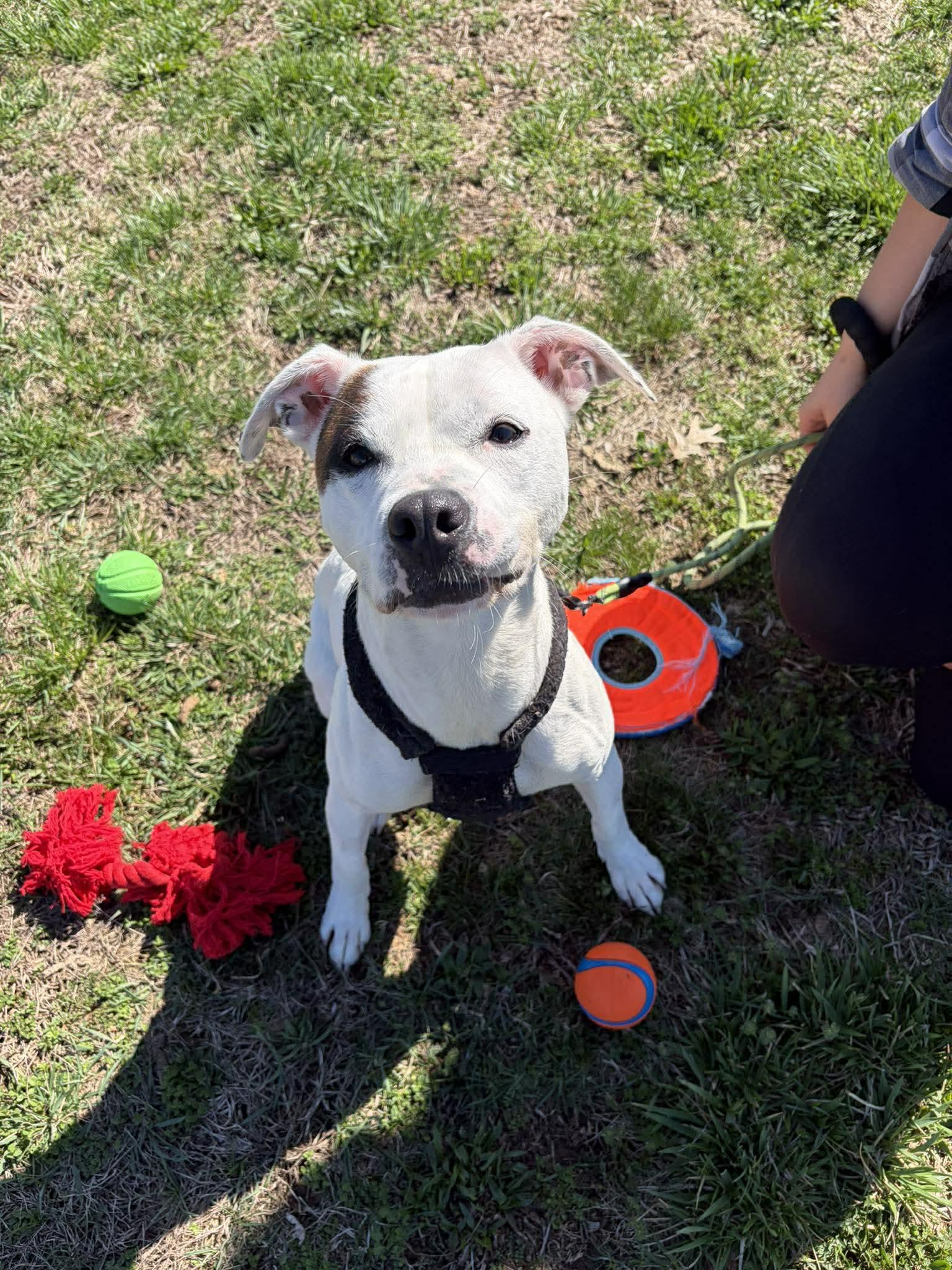 Enlarge Enola, a Adoptable mixed breed in Richmond, KY image 3/6