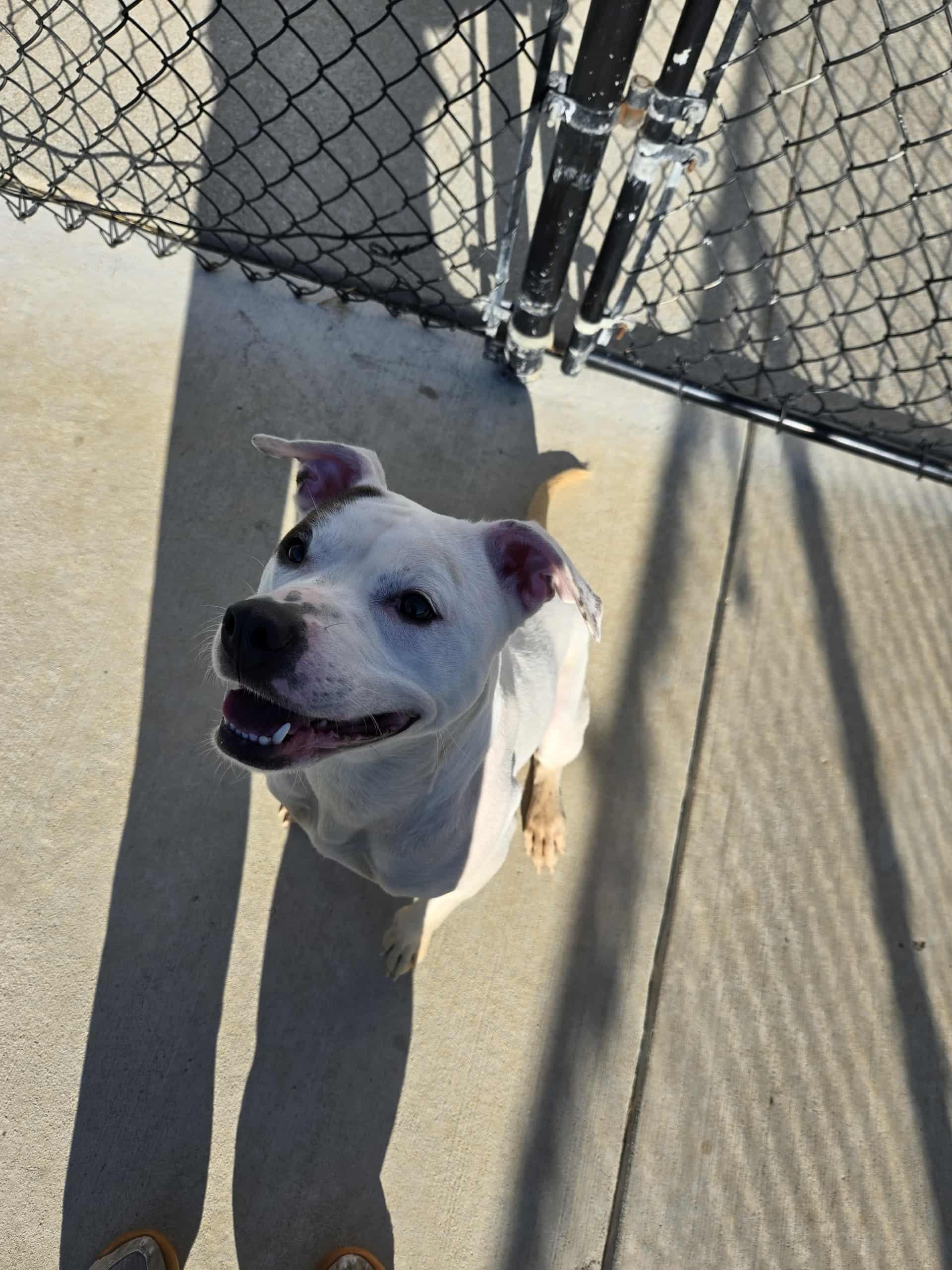 Enlarge Enola, a Adoptable mixed breed in Richmond, KY image 3/6