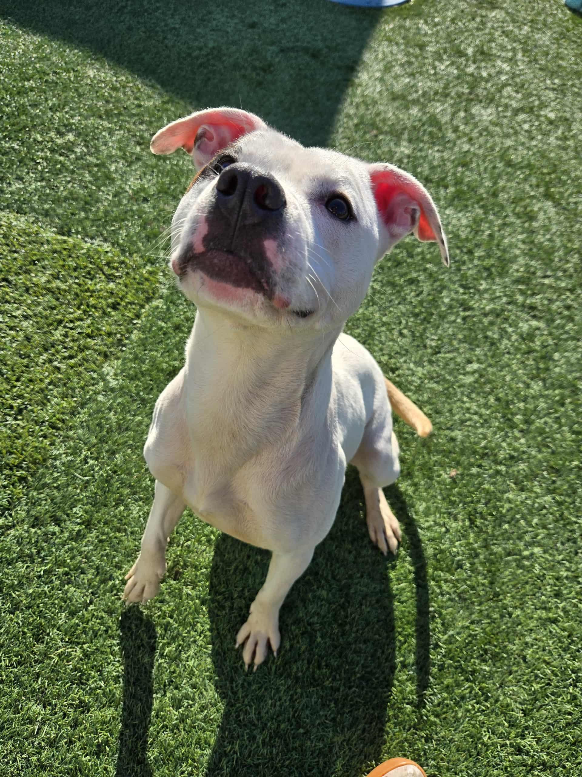 Enlarge Enola, a Adoptable mixed breed in Richmond, KY image 4/6