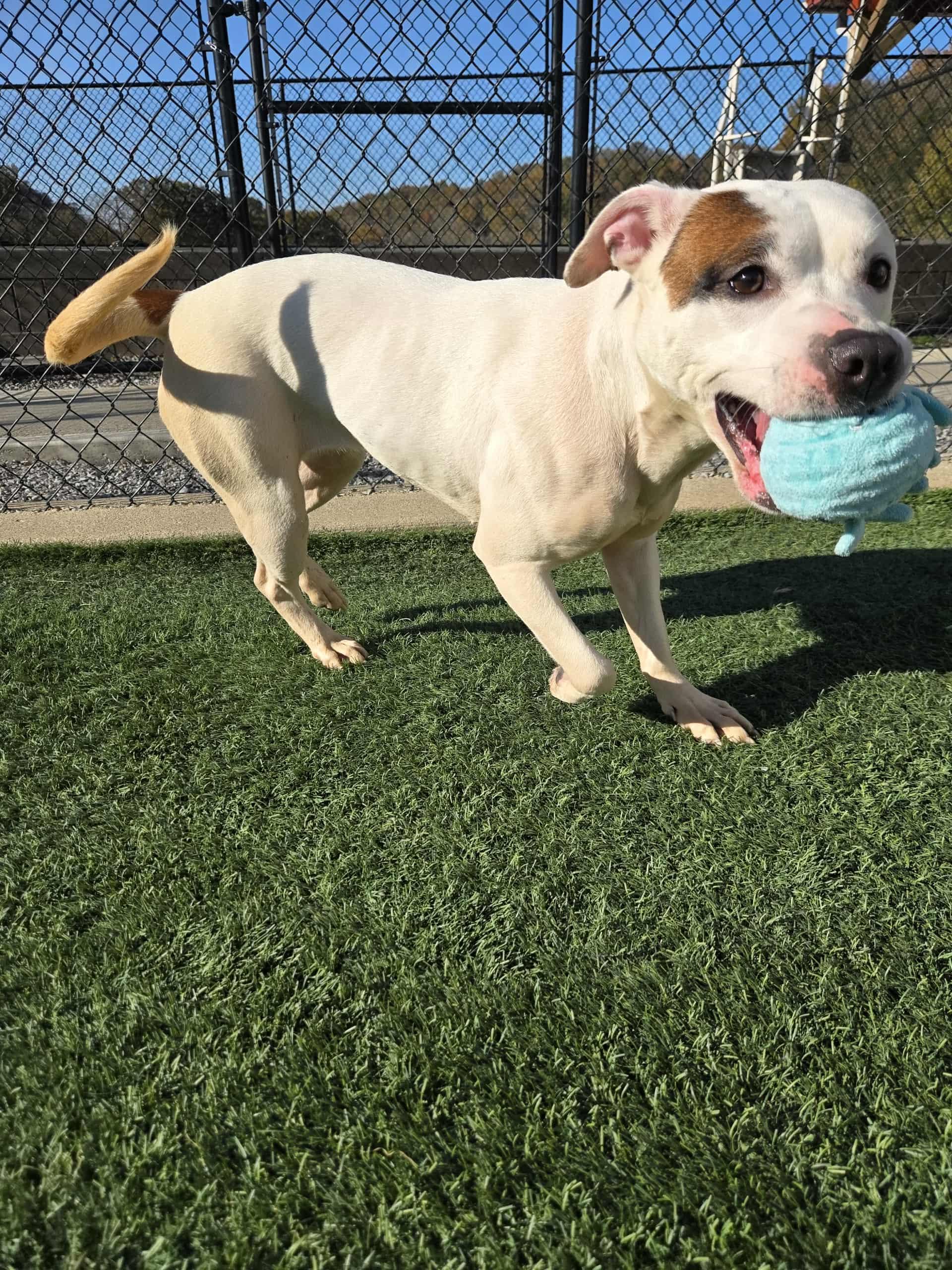 Enlarge Enola, a Adoptable mixed breed in Richmond, KY image 5/6