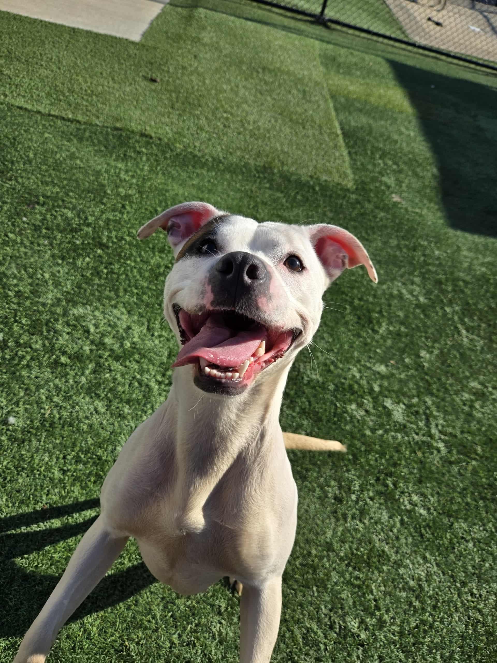 Enola, Adoptable, Young Female Mixed Breed.