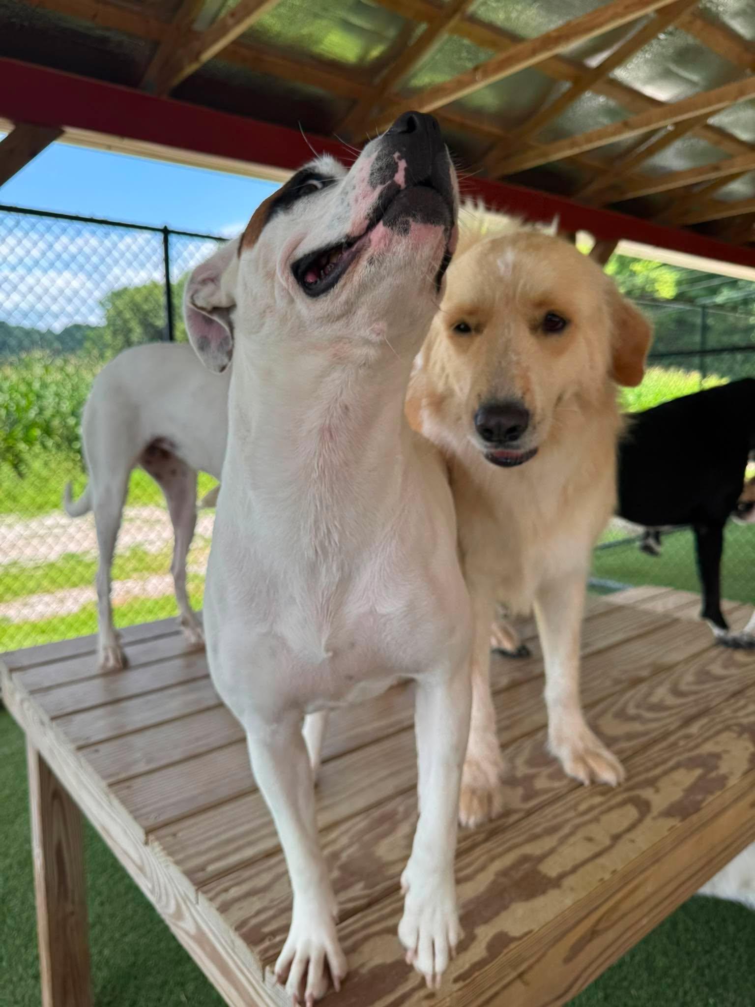 Enlarge Enola, a Adoptable mixed breed in Richmond, KY image 5/6