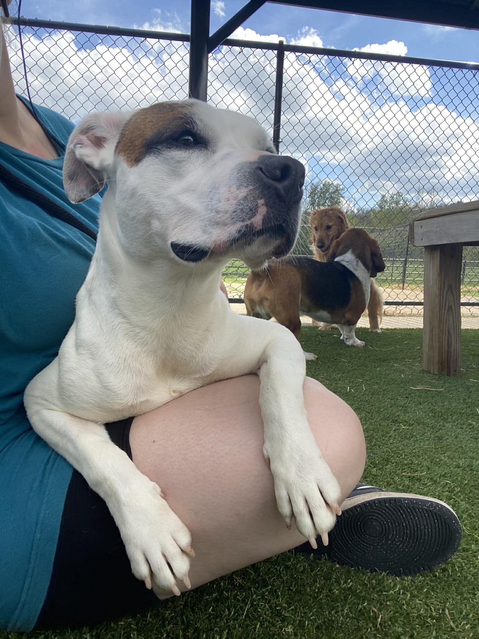 Enlarge Enola, a Adoptable mixed breed in Richmond, KY image 4/6