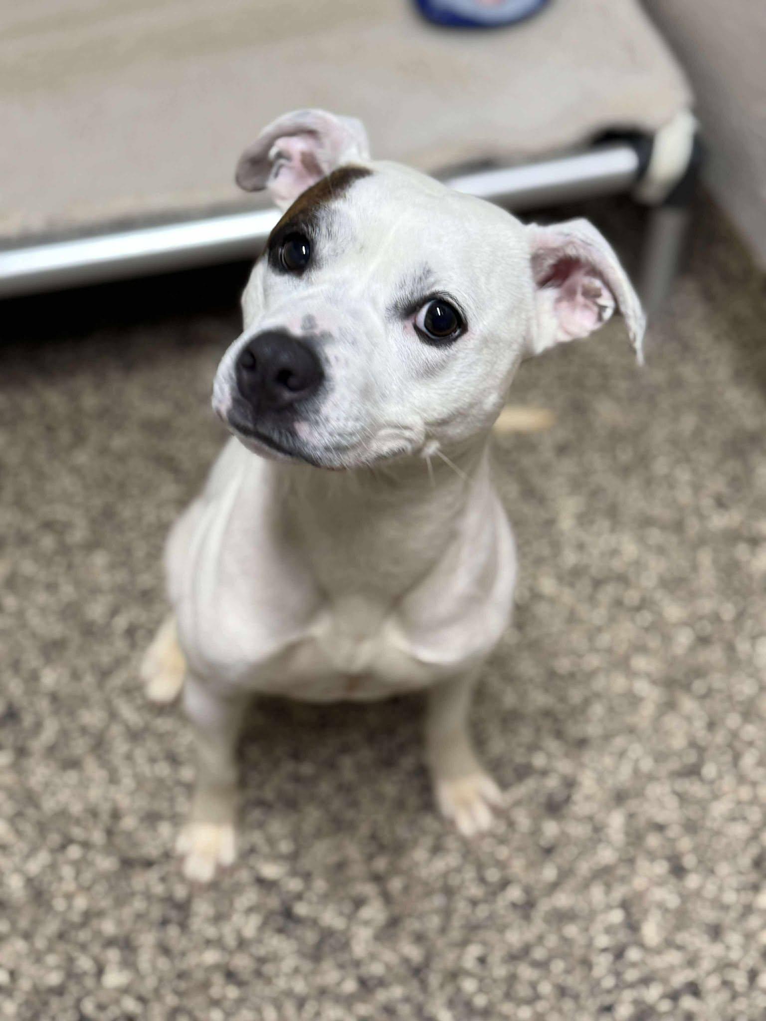 Enlarge Enola, a Adoptable mixed breed in Richmond, KY image 6/6