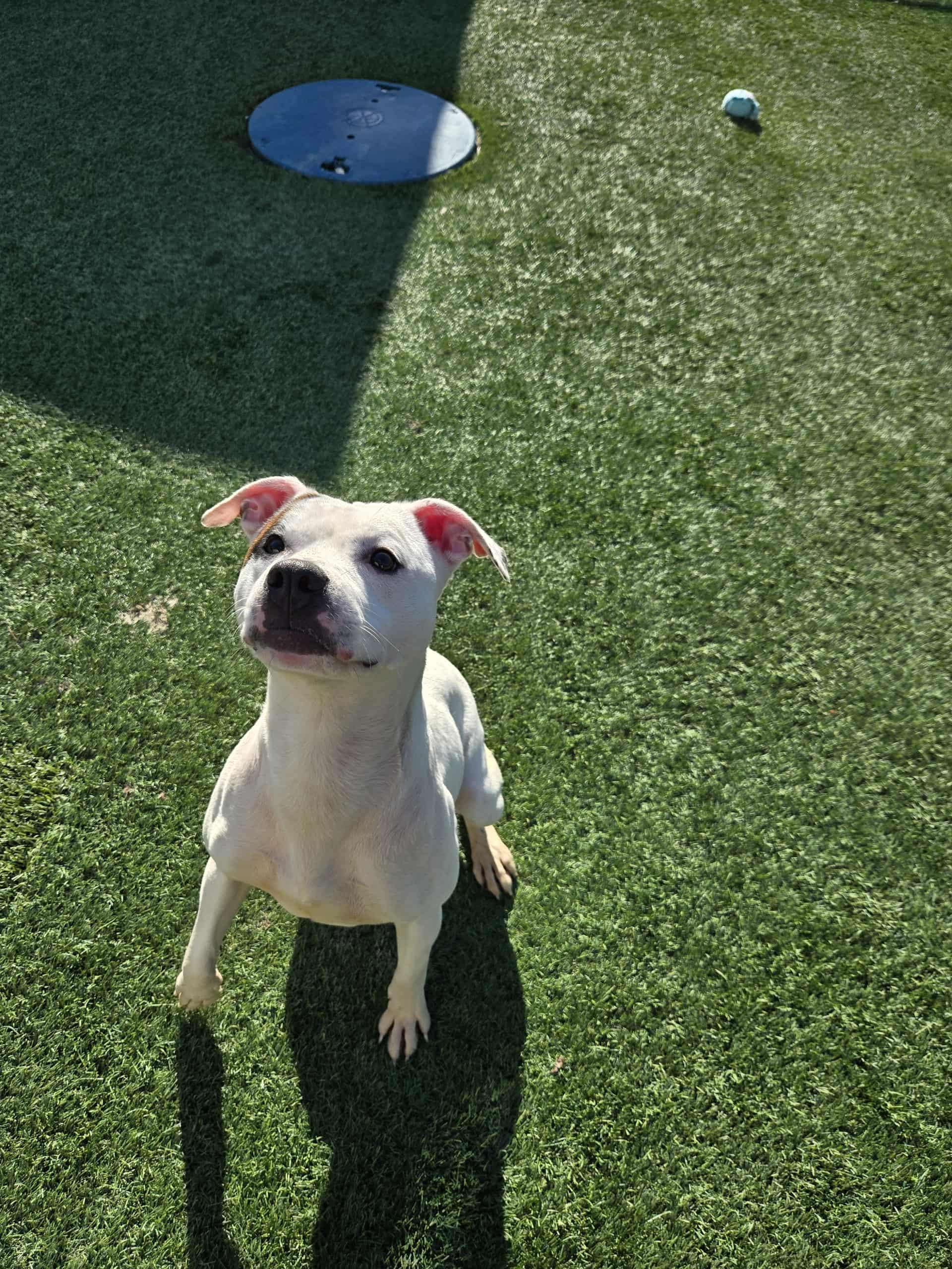 Enlarge Enola, a Adoptable mixed breed in Richmond, KY image 6/6