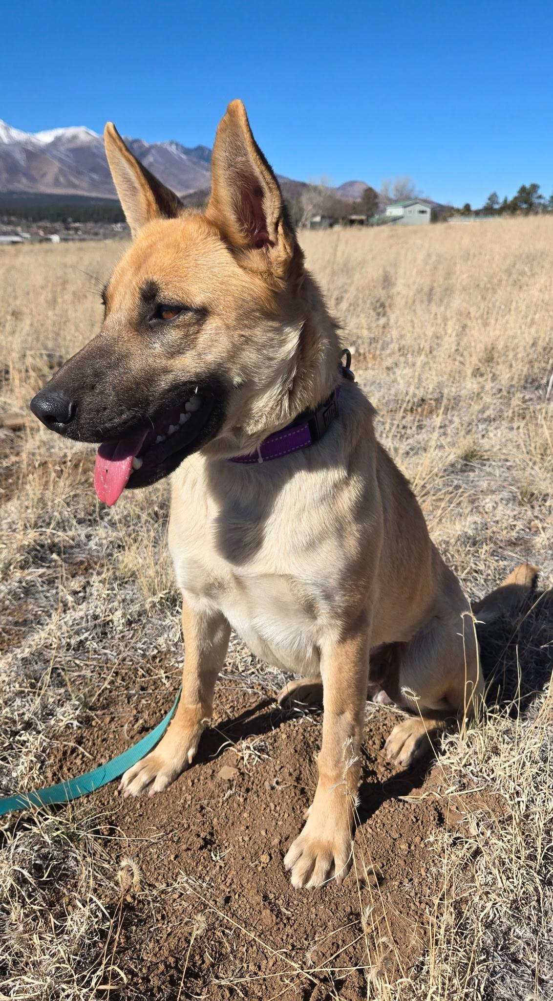 Enlarge Xena, a ADOPTABLE mixed breed in Flagstaff, AZ image 4/4
