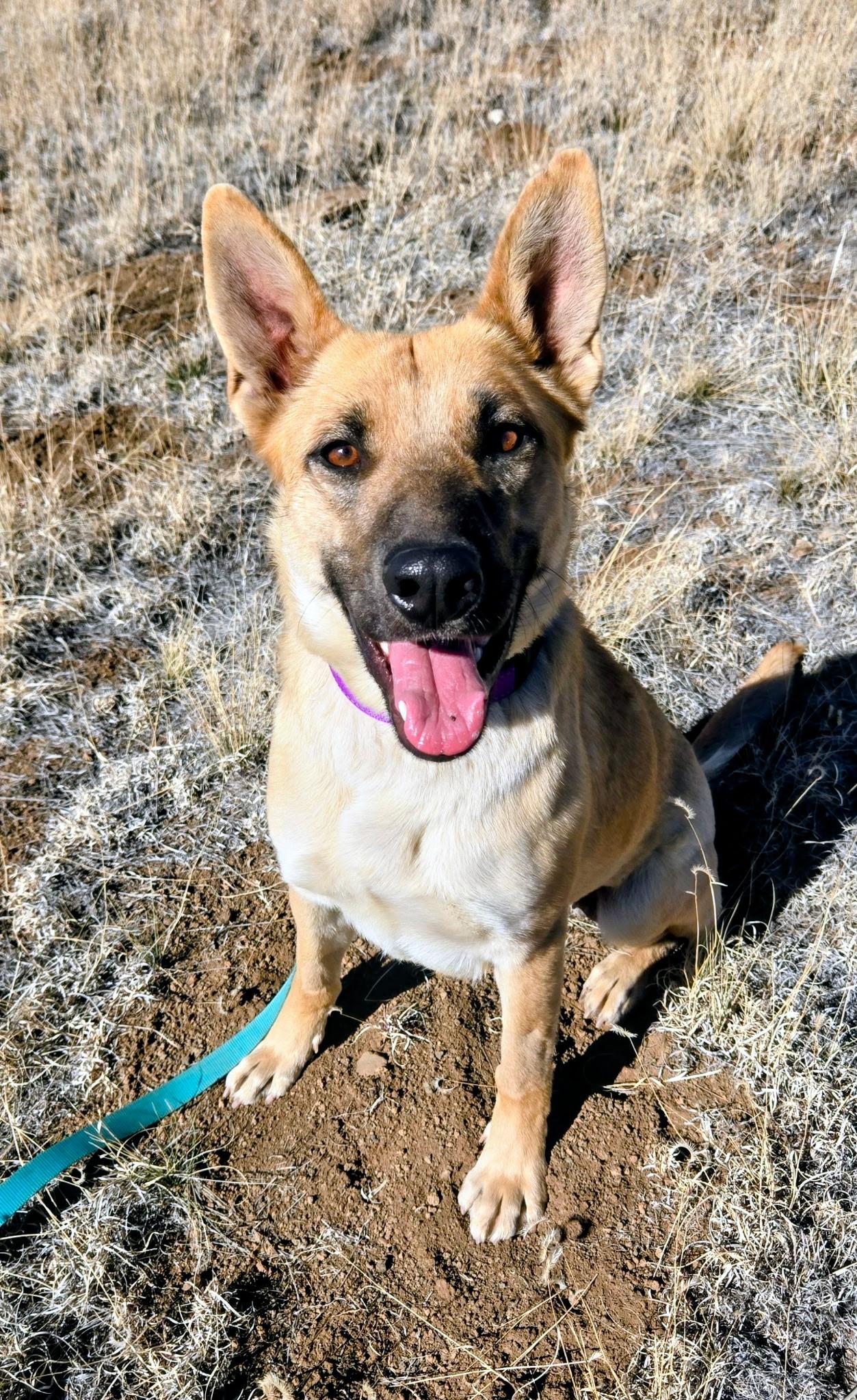 Xena, ADOPTABLE, Adult Female Shepherd.