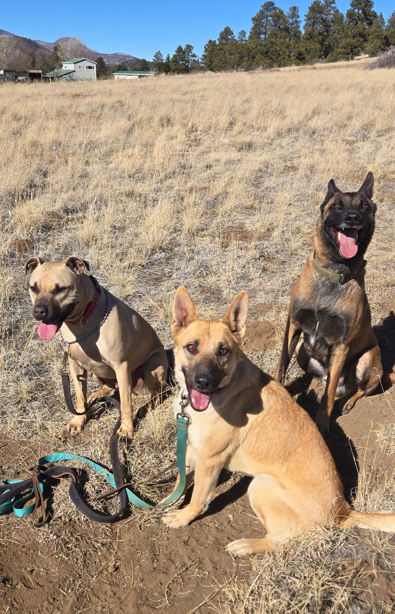 Enlarge Xena, a ADOPTABLE mixed breed in Flagstaff, AZ image 2/4