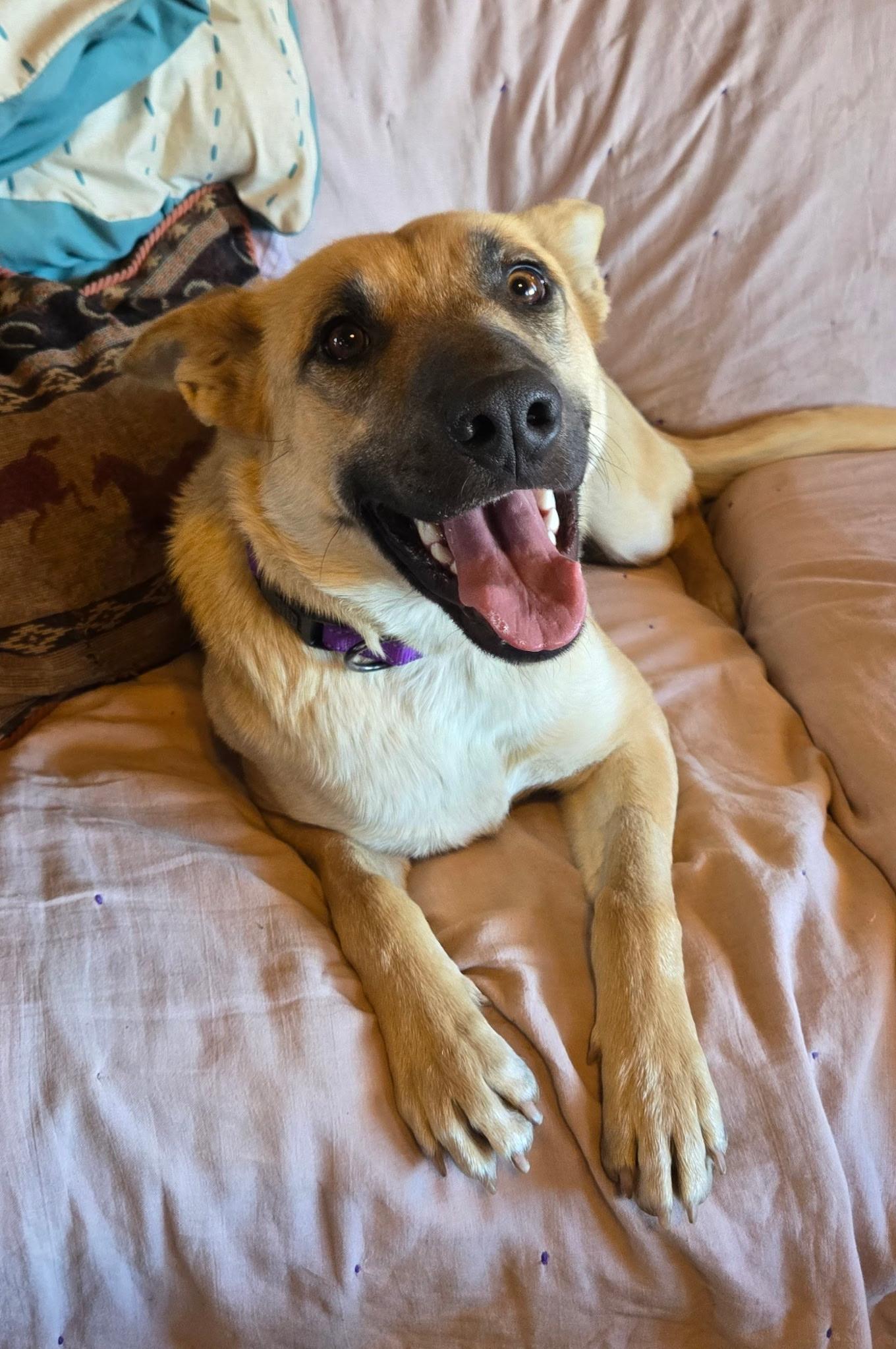 Enlarge Xena, a ADOPTABLE mixed breed in Flagstaff, AZ image 3/4