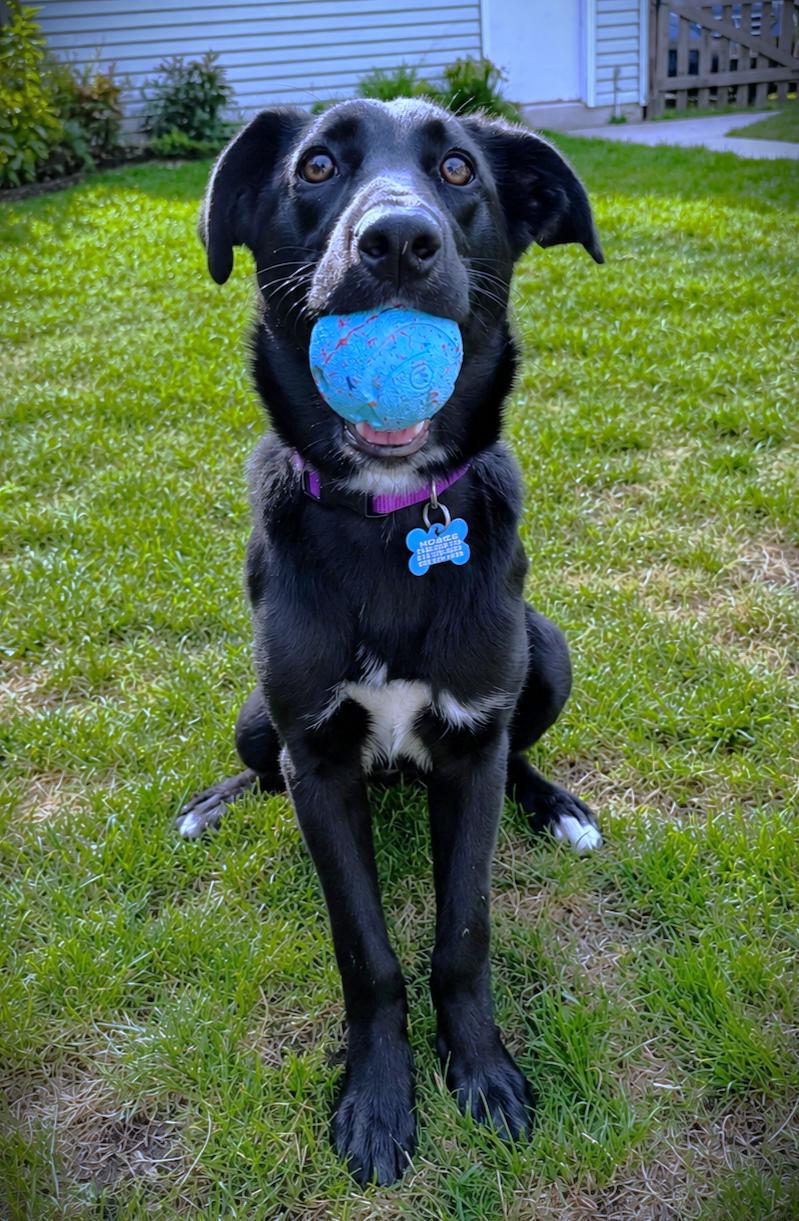 Jazz - adopted, an adopted mixed breed in Minneapolis, MN image 2/6