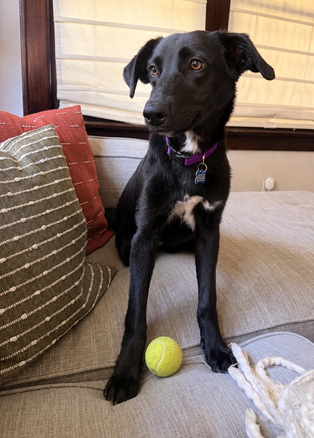 Jazz - adopted, an adopted mixed breed in Minneapolis, MN image 5/6