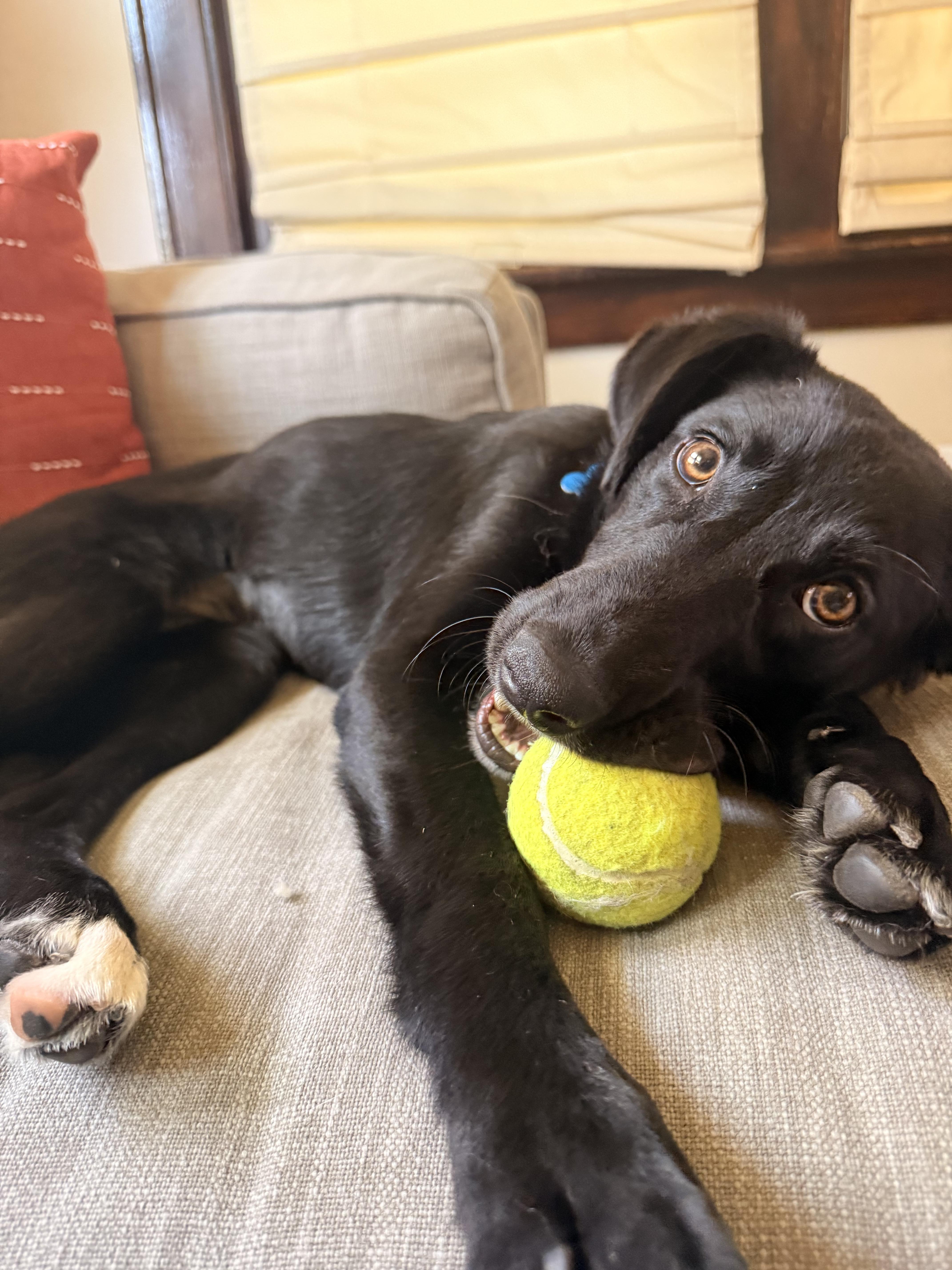 Jazz - adopted, an adopted mixed breed in Minneapolis, MN image 4/6