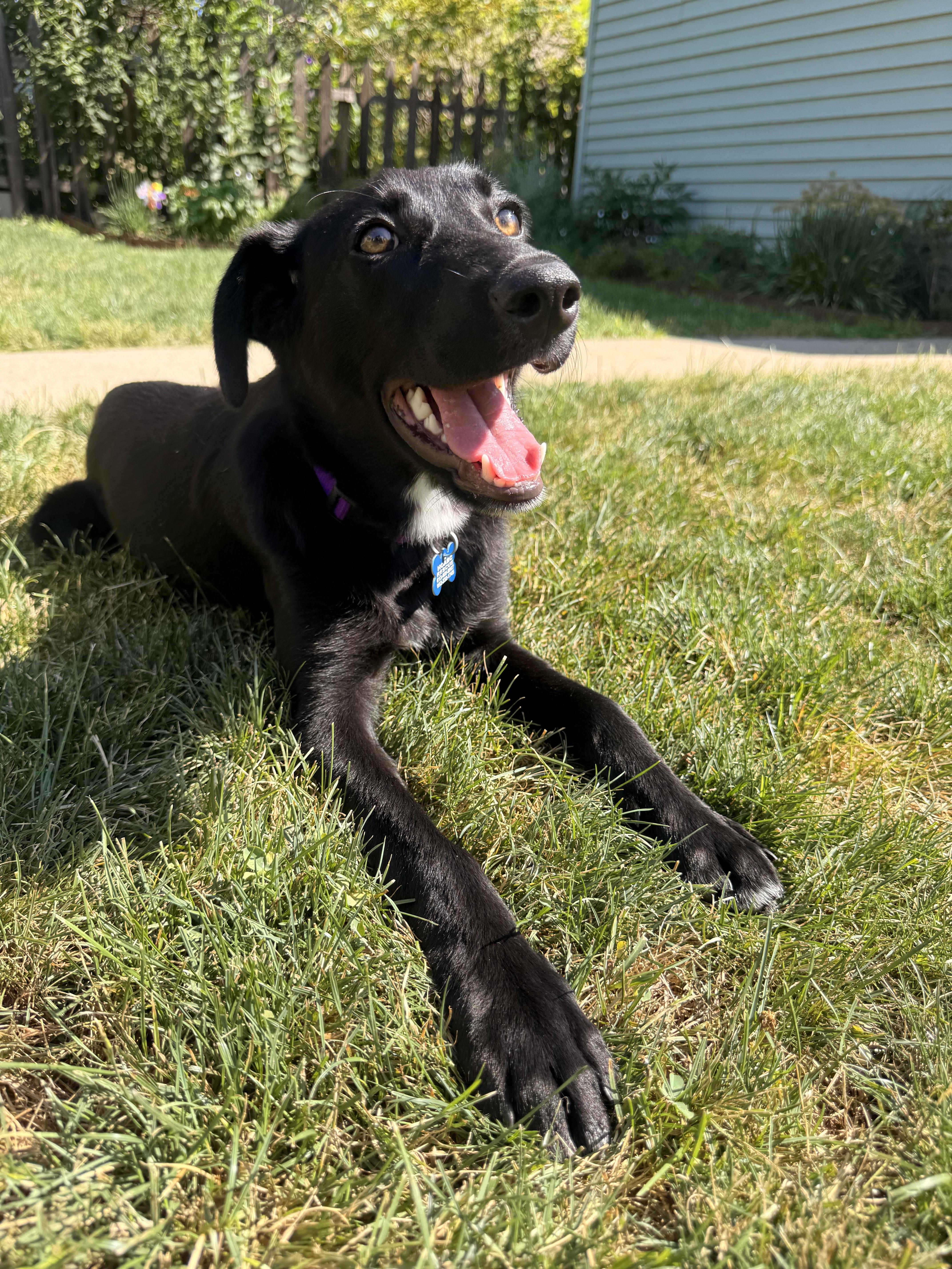 Jazz - adopted, adopted, Young Female Labrador Retriever & Border Collie.
