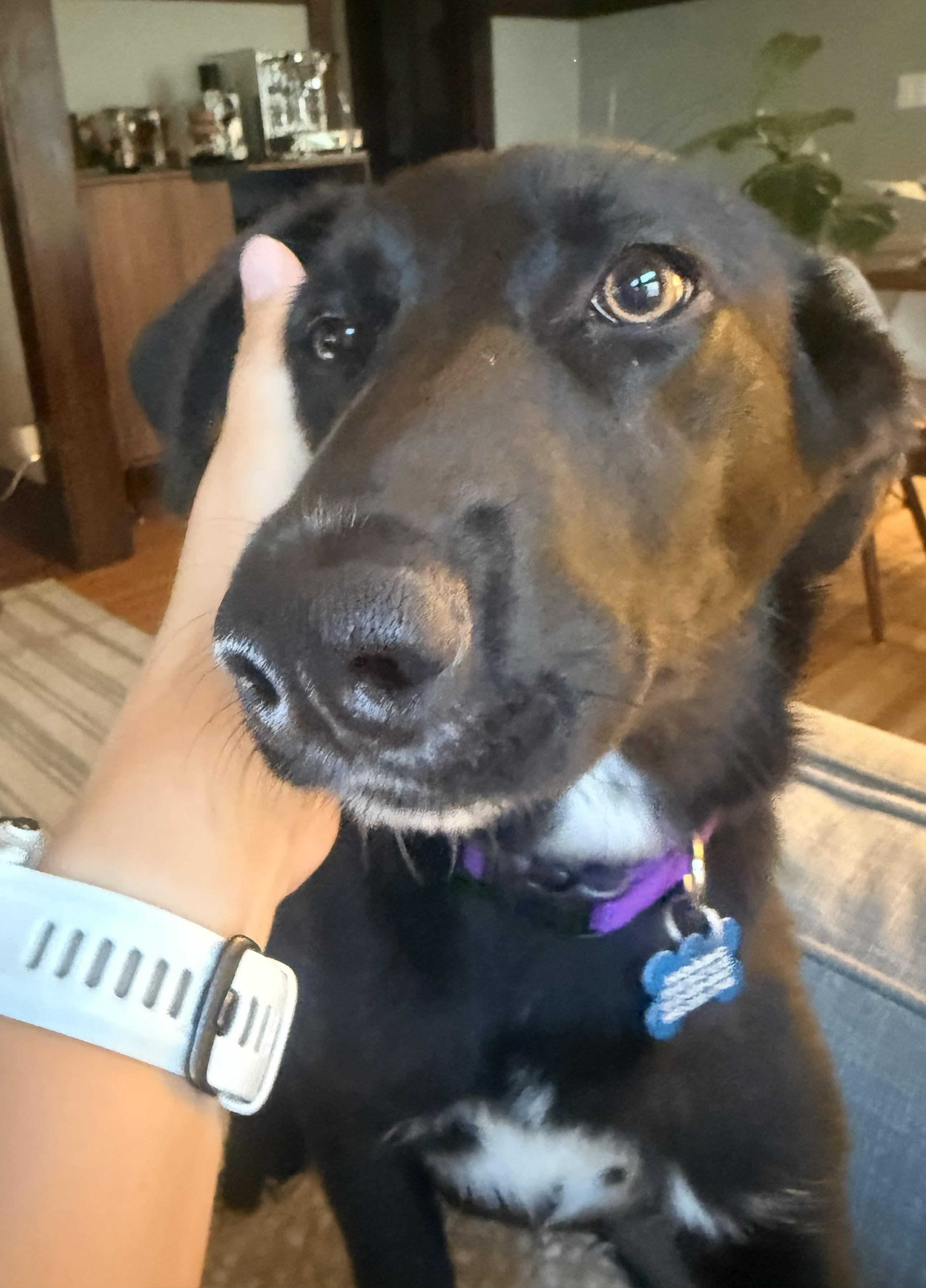 Jazz - adopted, an adopted mixed breed in Minneapolis, MN image 3/6
