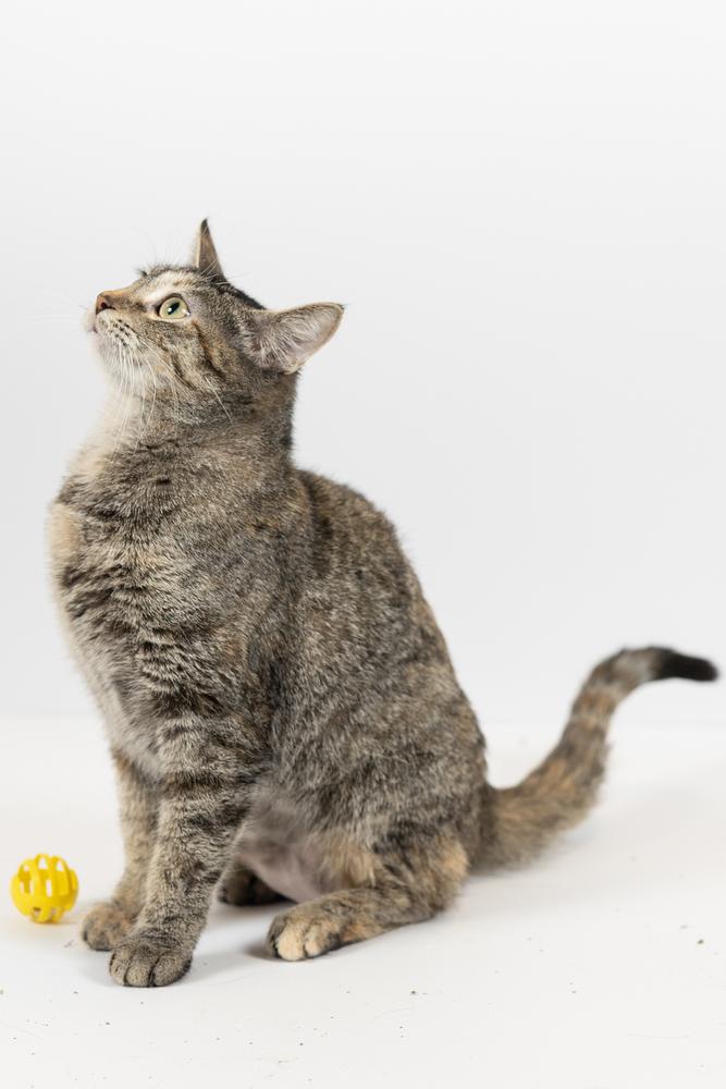 Enlarge Kendra, a ADOPTABLE Domestic Short Hair in Blair, NE image 1/1