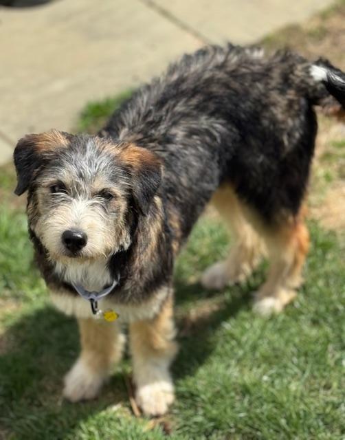 Enlarge Juliet, an adopted mixed breed in Albany, NY image 4/6