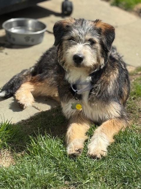 Enlarge Juliet, an adopted mixed breed in Albany, NY image 5/6