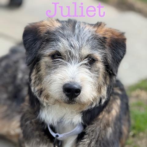 Enlarge Juliet, an adopted mixed breed in Albany, NY image 1/6