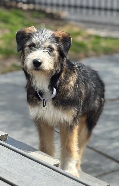 Enlarge Juliet, an adopted mixed breed in Albany, NY image 2/6