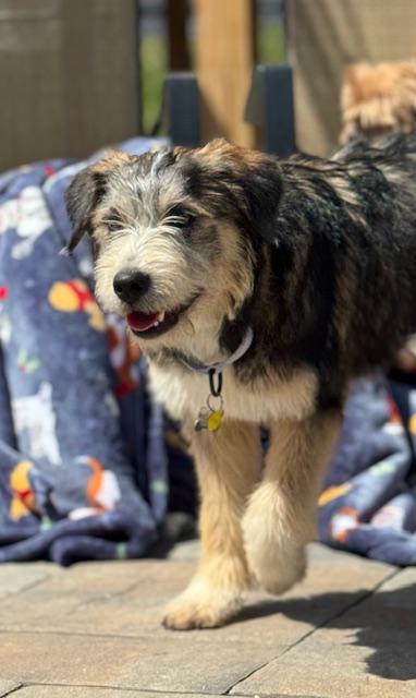 Enlarge Juliet, an adopted mixed breed in Albany, NY image 6/6