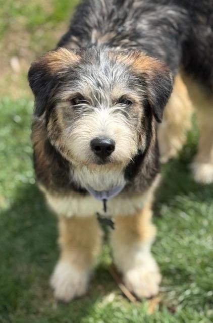 Enlarge Juliet, an adopted mixed breed in Albany, NY image 3/6