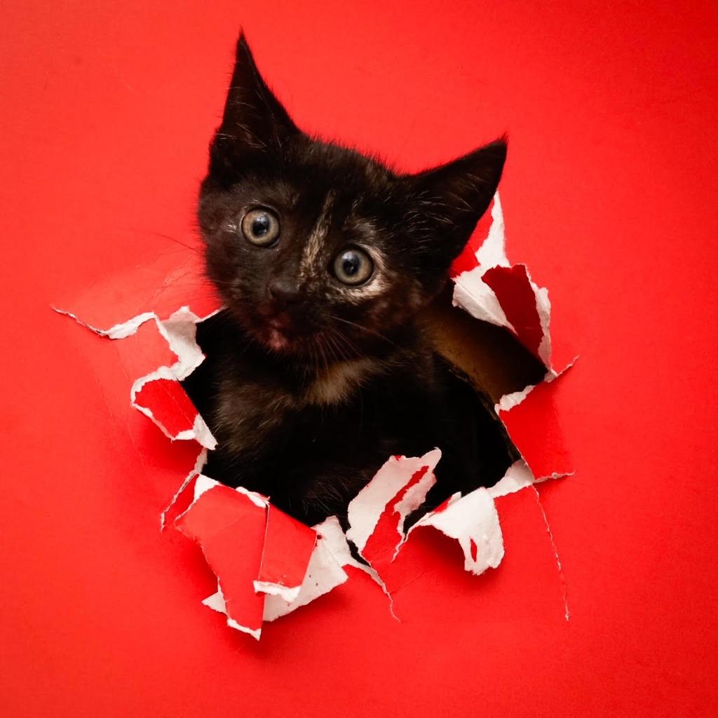 Imogen, Adoptable, Young Female Domestic Short Hair.