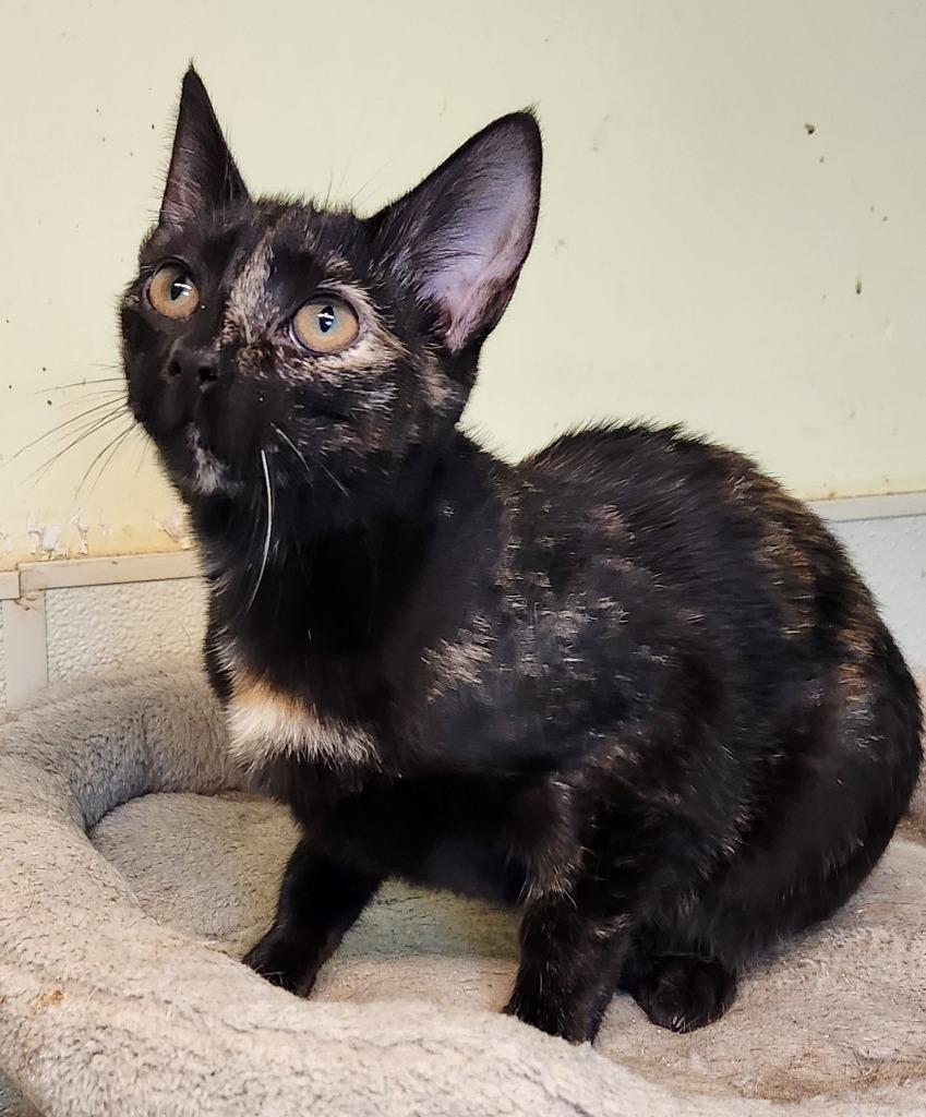 Enlarge Imogen, a Adoptable mixed breed in Walnutport, PA image 2/2